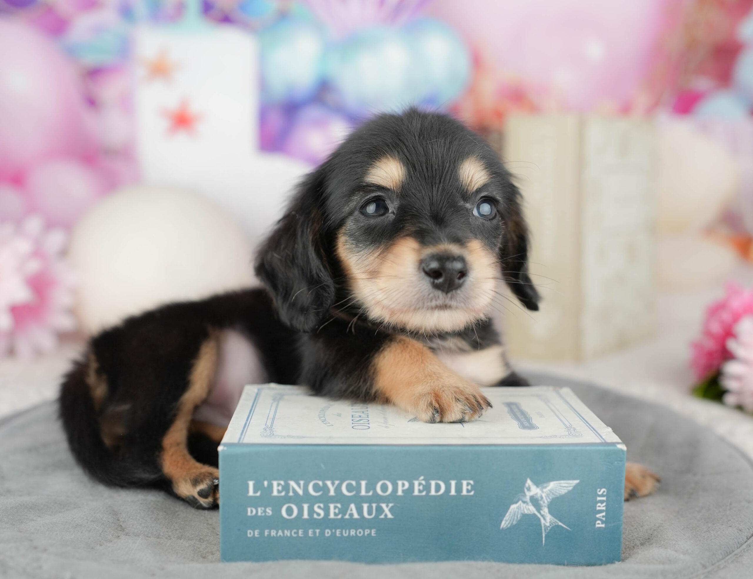 ミニチュア・ダックスフンド(ロング) | 男の子 | ブラック&タン | 2025年12月28日