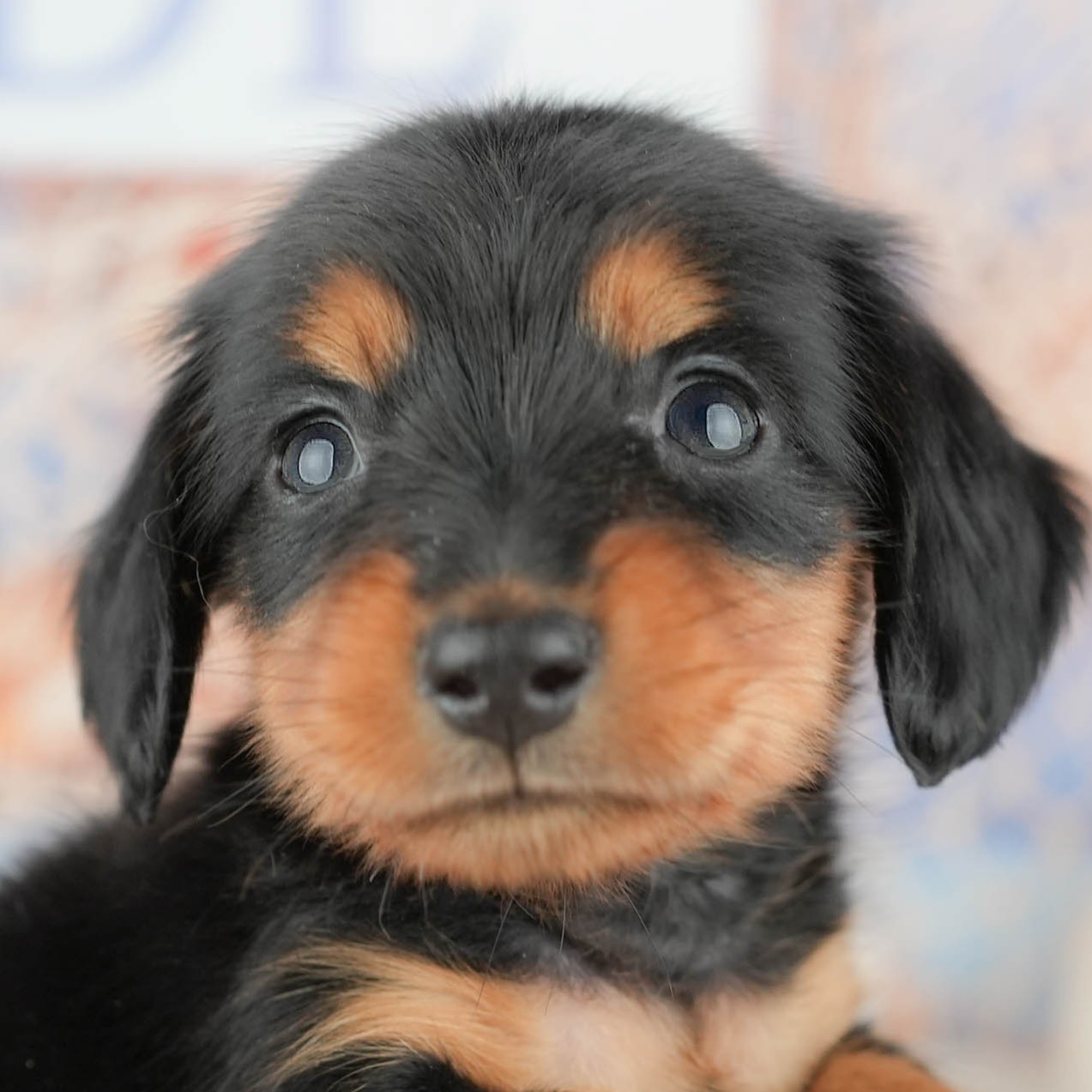 ミニチュア・ダックスフンド(ロング) | 男の子 | ブラック&タン | 2025年12月28日