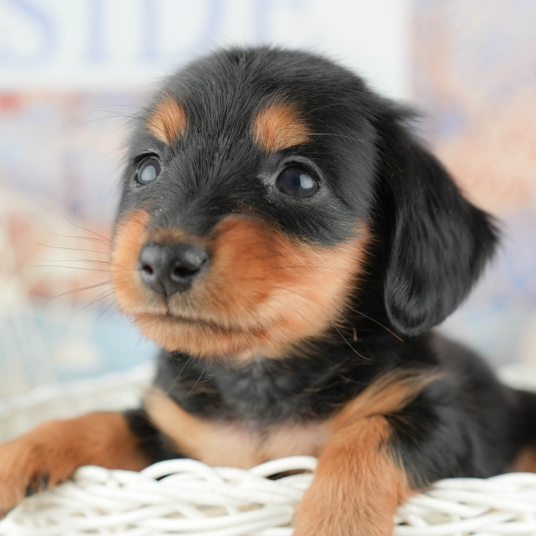 ミニチュア・ダックスフンド(ロング) | 男の子 | ブラック&タン | 2025年12月28日