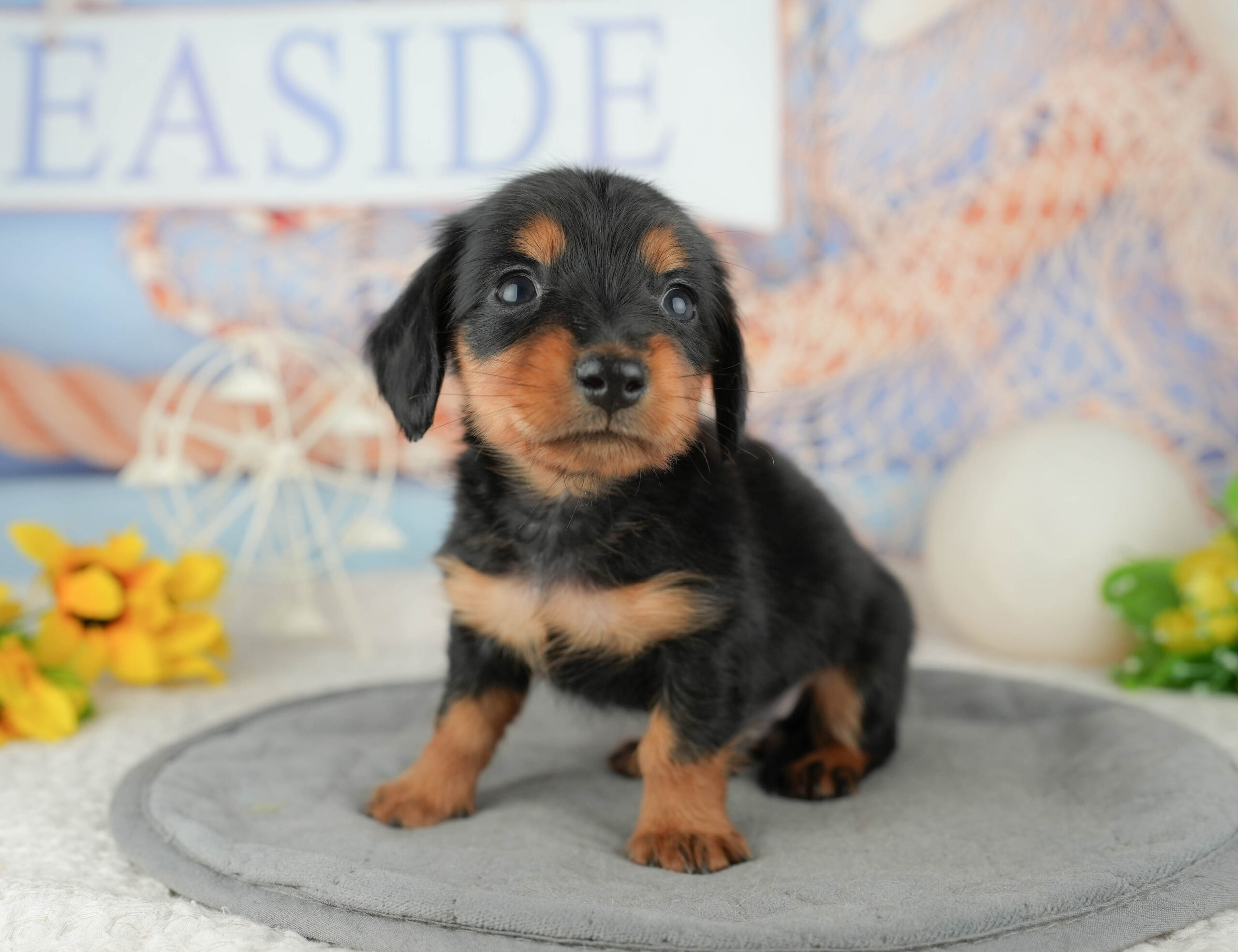 ミニチュア・ダックスフンド(ロング) | 男の子 | ブラック&タン | 2025年12月28日