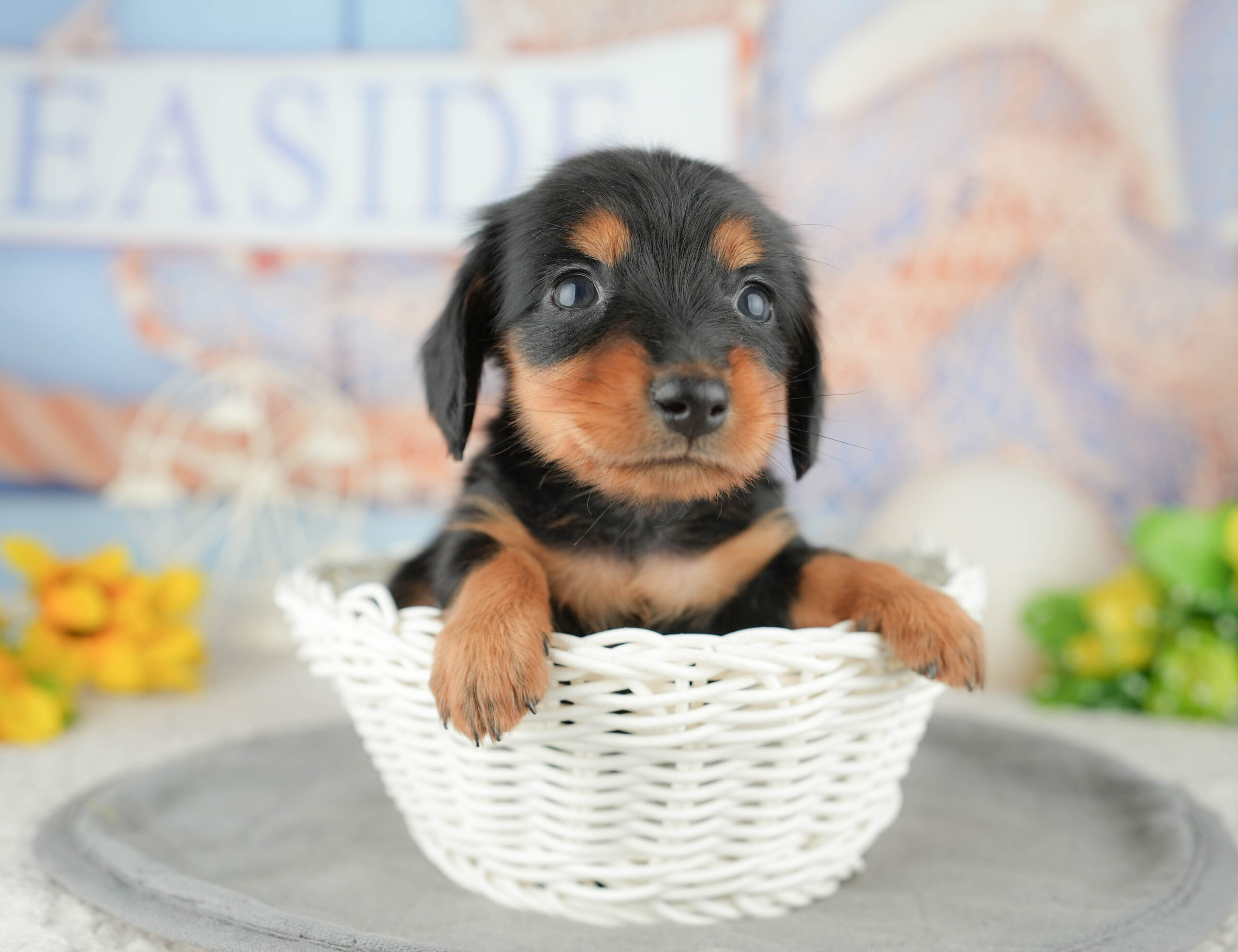 ミニチュア・ダックスフンド(ロング) | 男の子 | ブラック&タン | 2025年12月28日