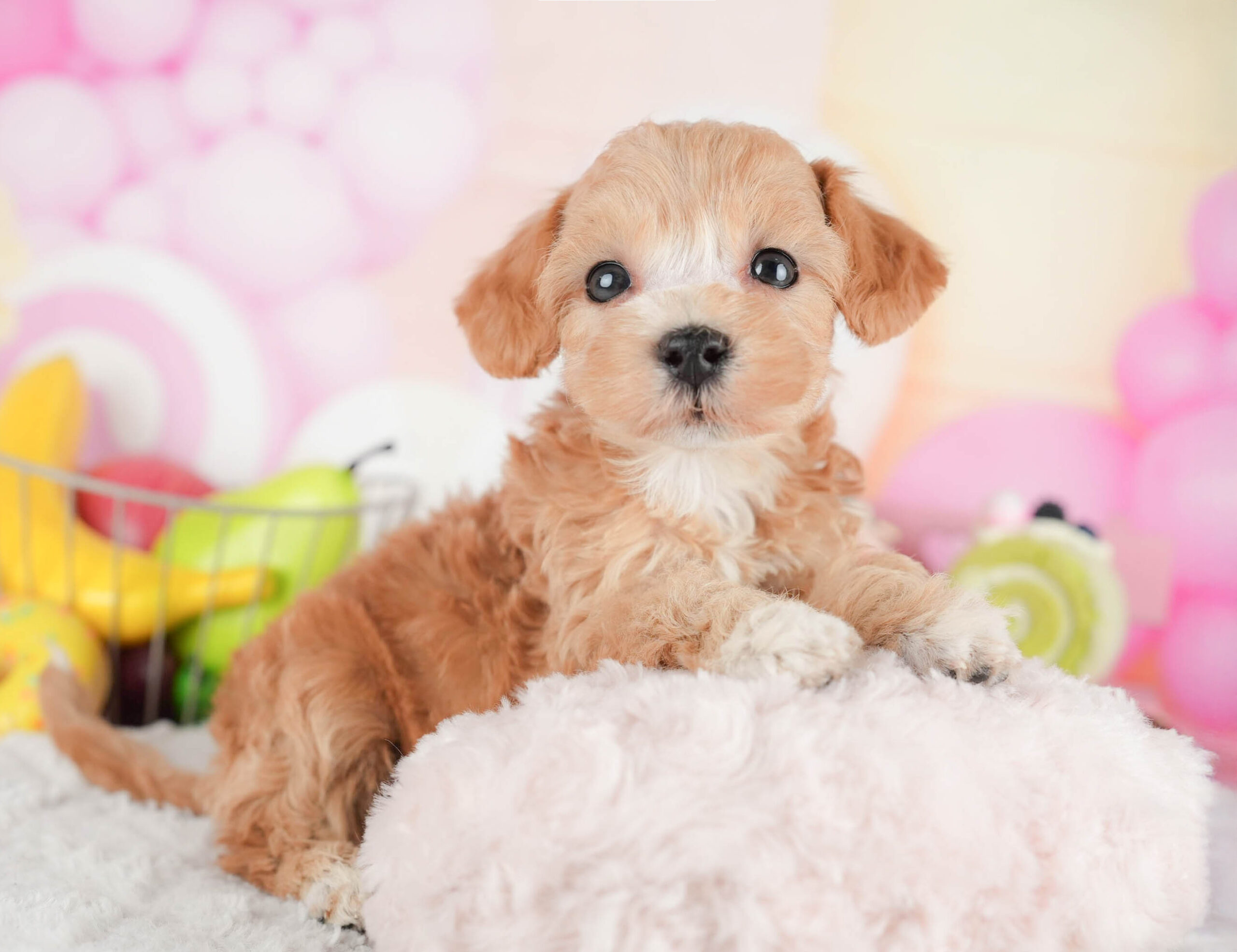 マルプー | 女の子 | アプリコット | 2025年12月29日