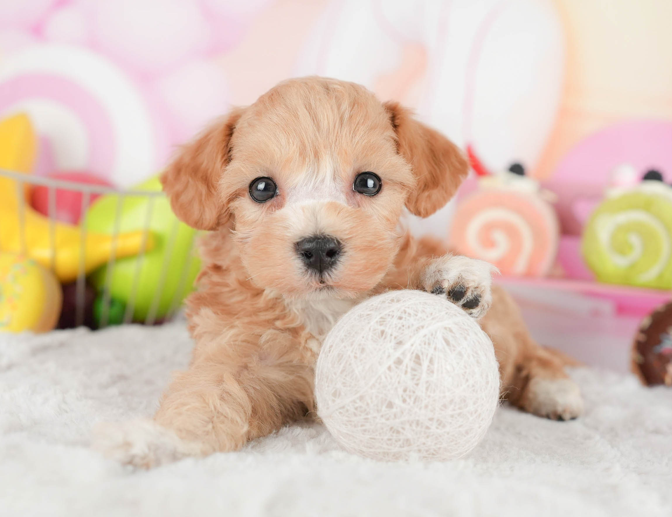 マルプー | 女の子 | アプリコット | 2025年12月29日