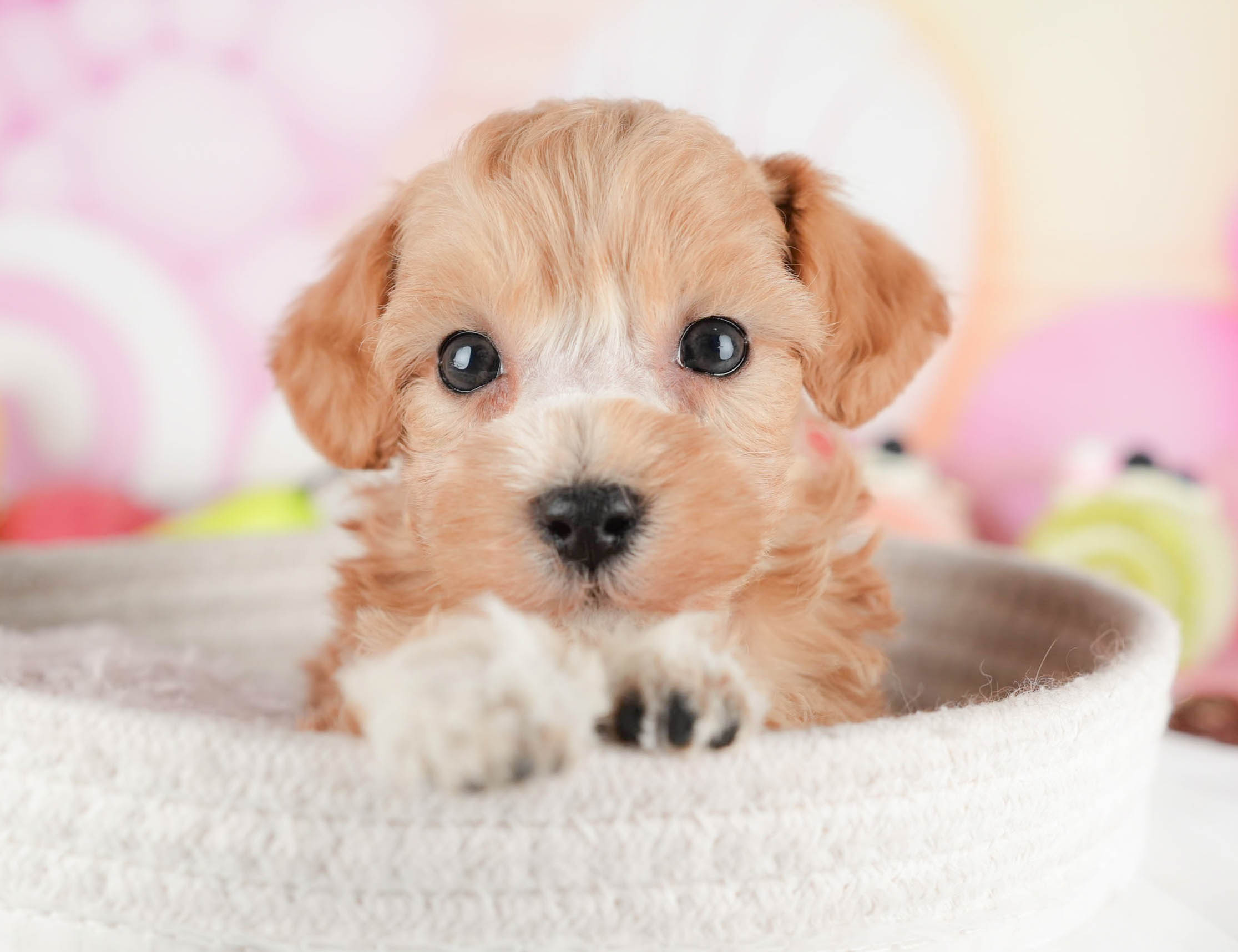 マルプー | 女の子 | アプリコット | 2025年12月29日