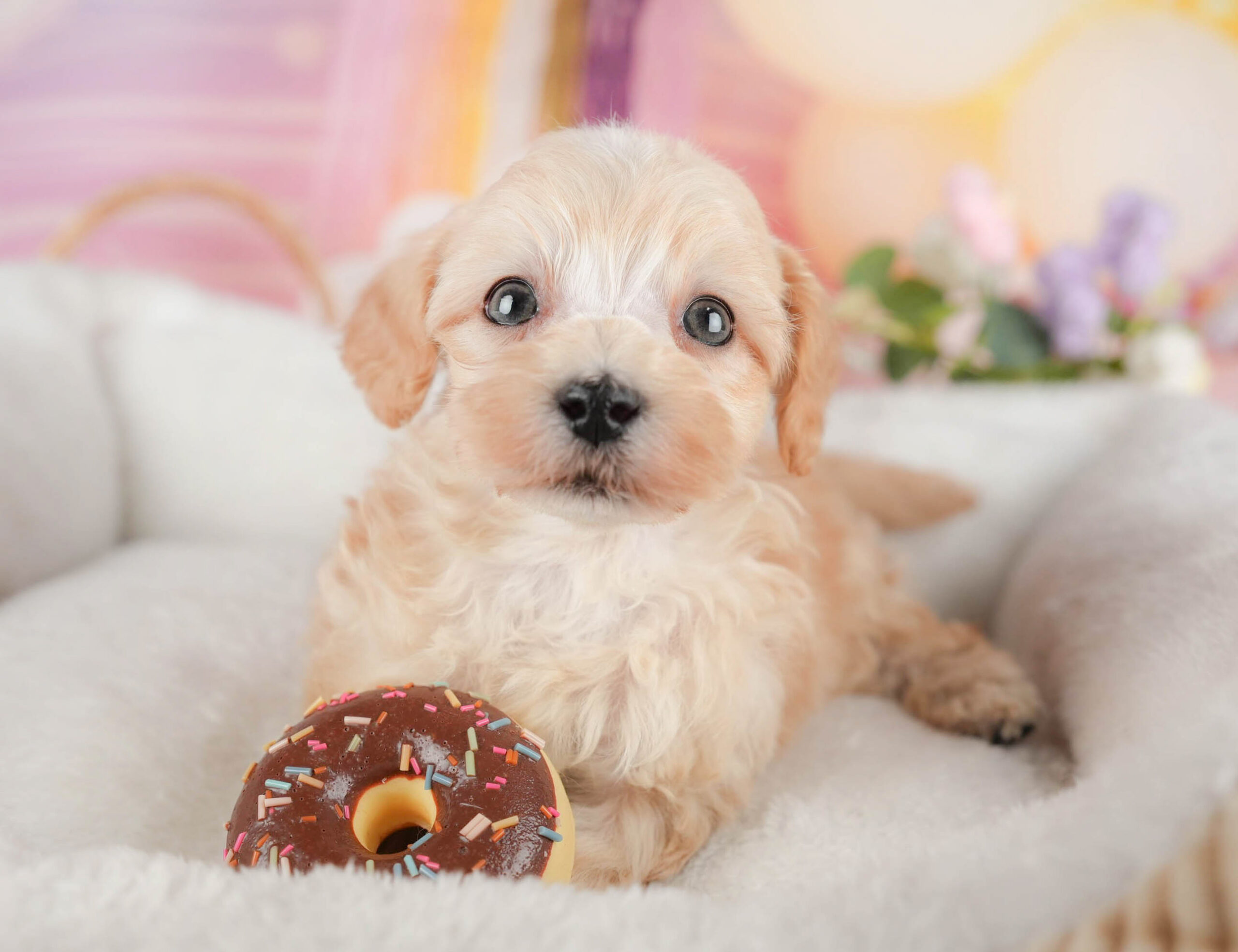 マルプー | 男の子 | アプリコット | 2025年12月29日