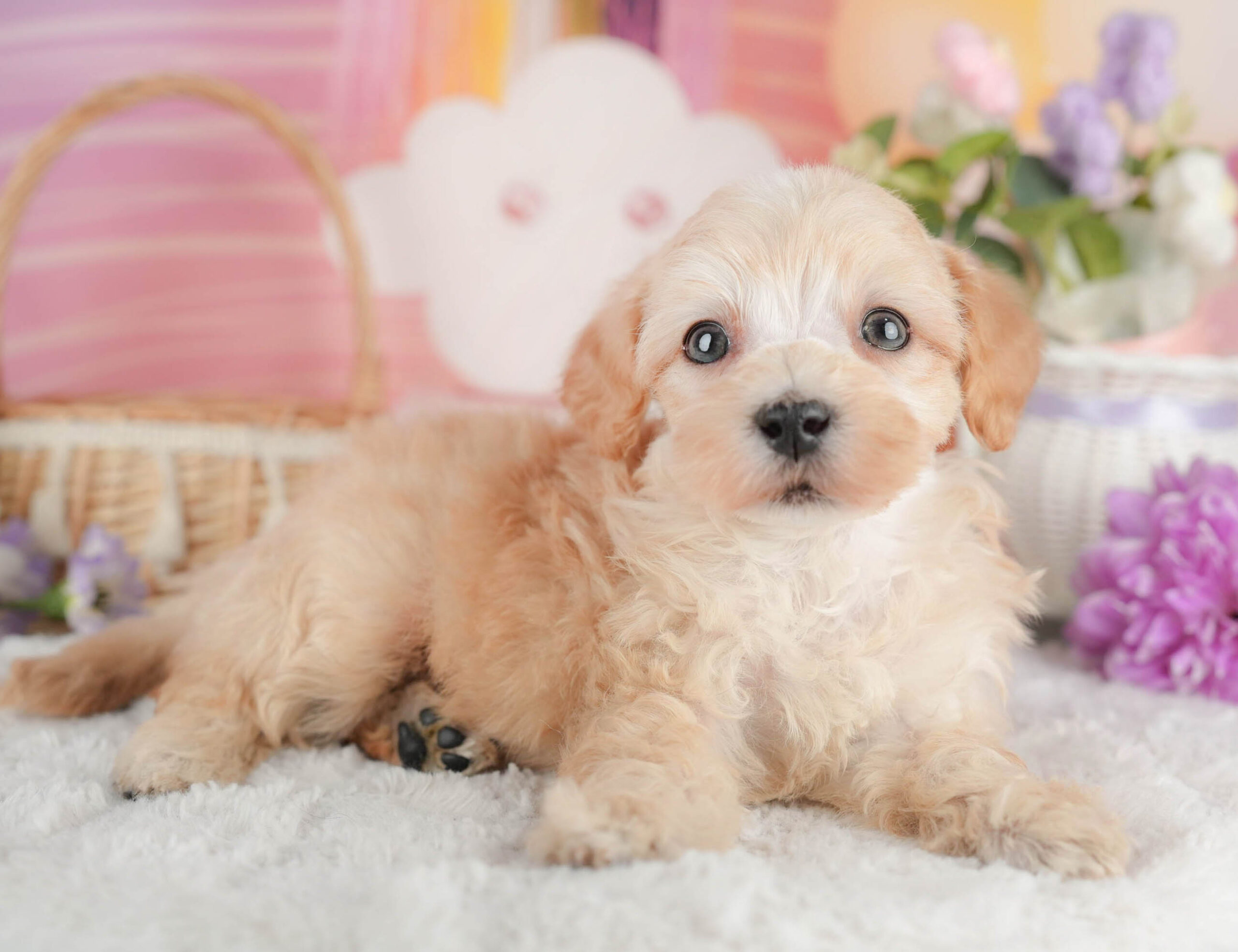 マルプー | 男の子 | アプリコット | 2025年12月29日