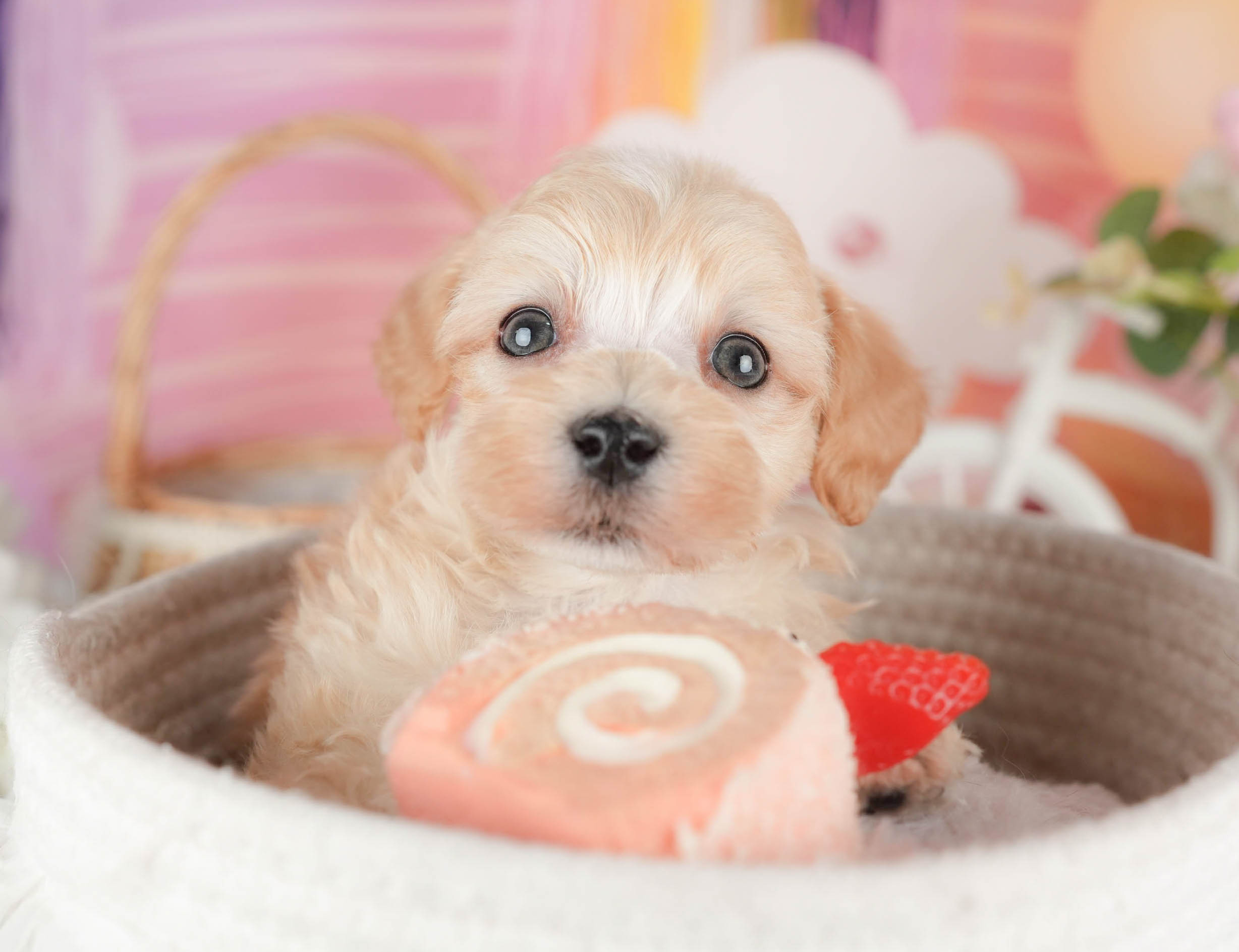 マルプー | 男の子 | アプリコット | 2025年12月29日