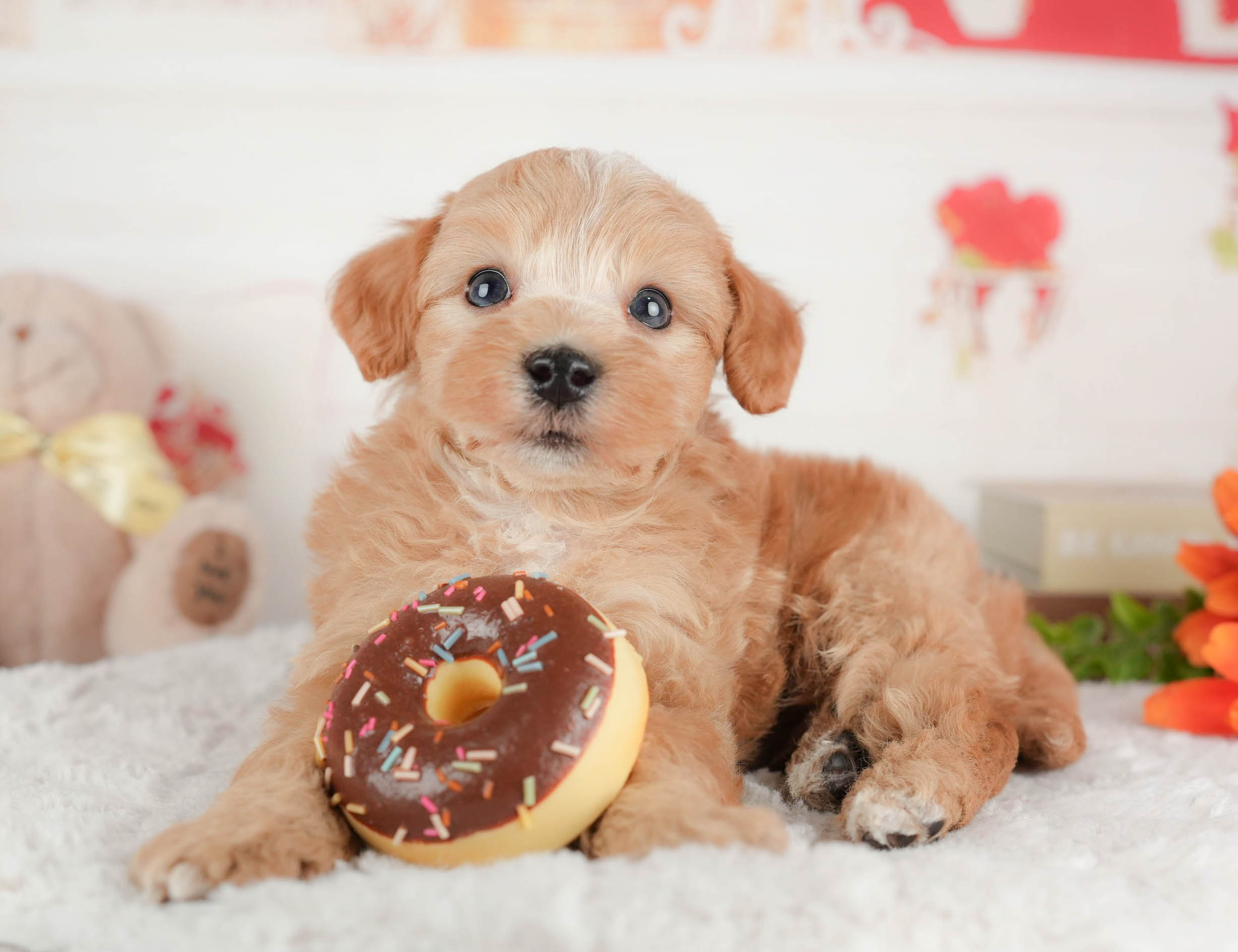 マルプー | 男の子 | アプリコット | 2025年12月29日