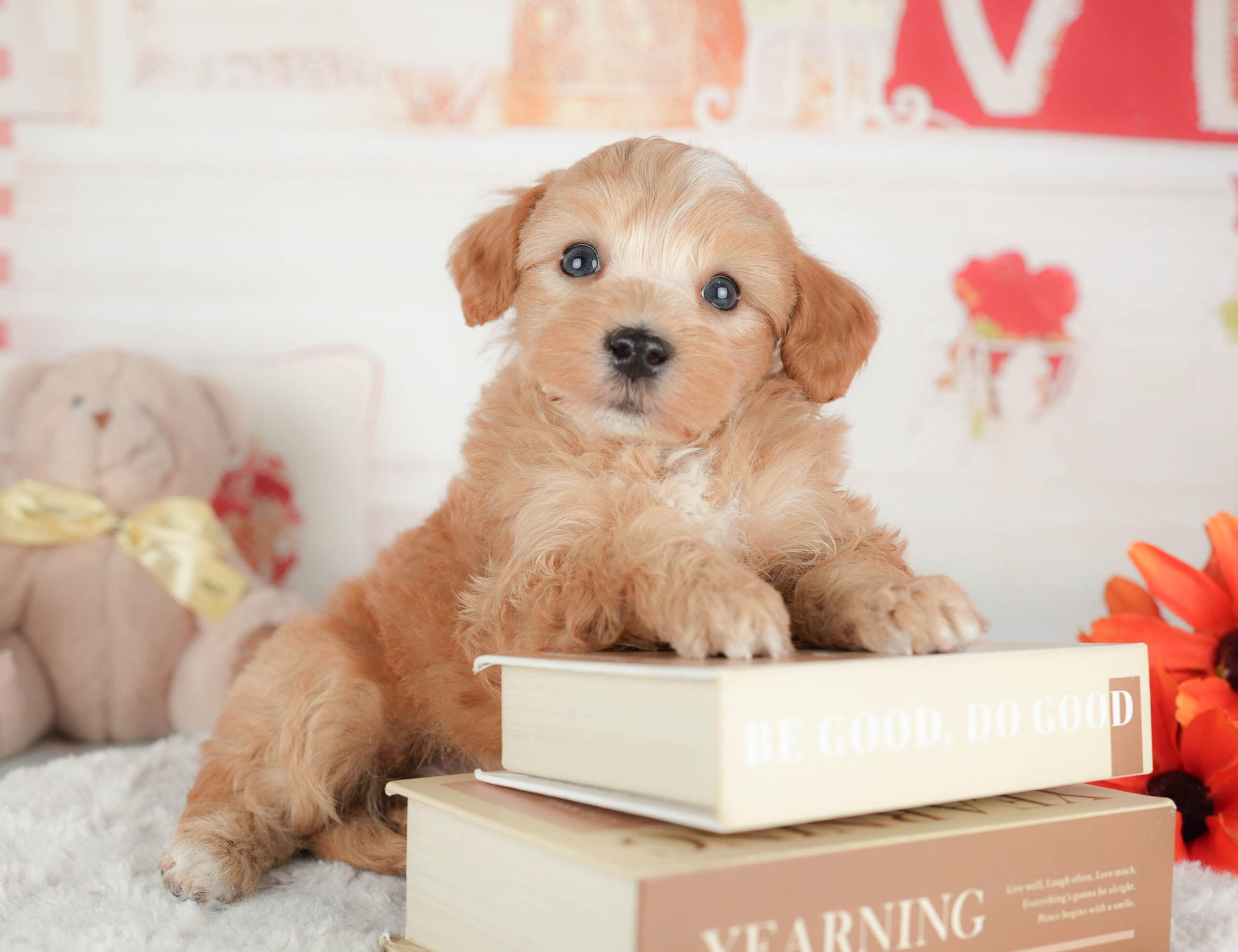 マルプー | 男の子 | アプリコット | 2025年12月29日