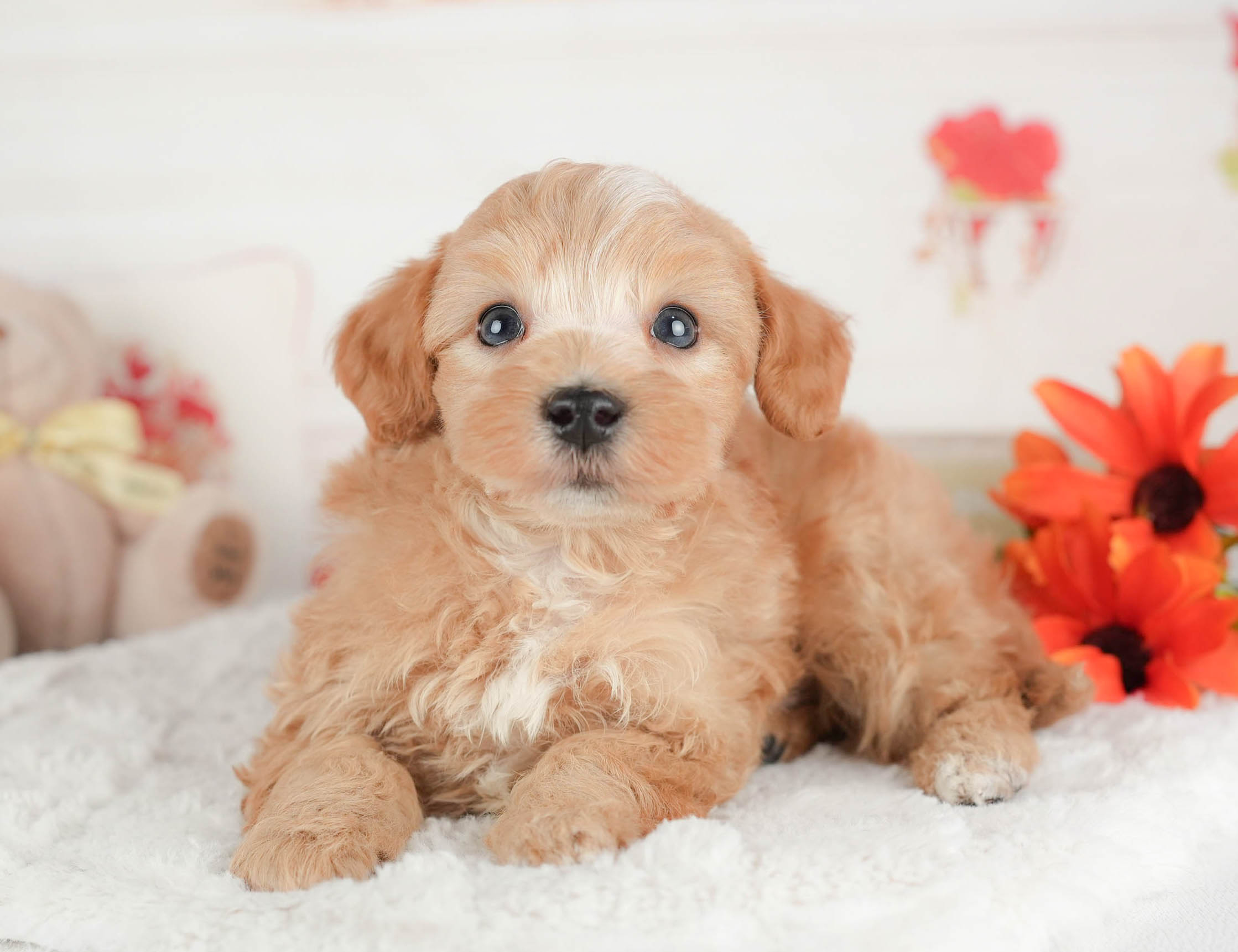 マルプー | 男の子 | アプリコット | 2025年12月29日