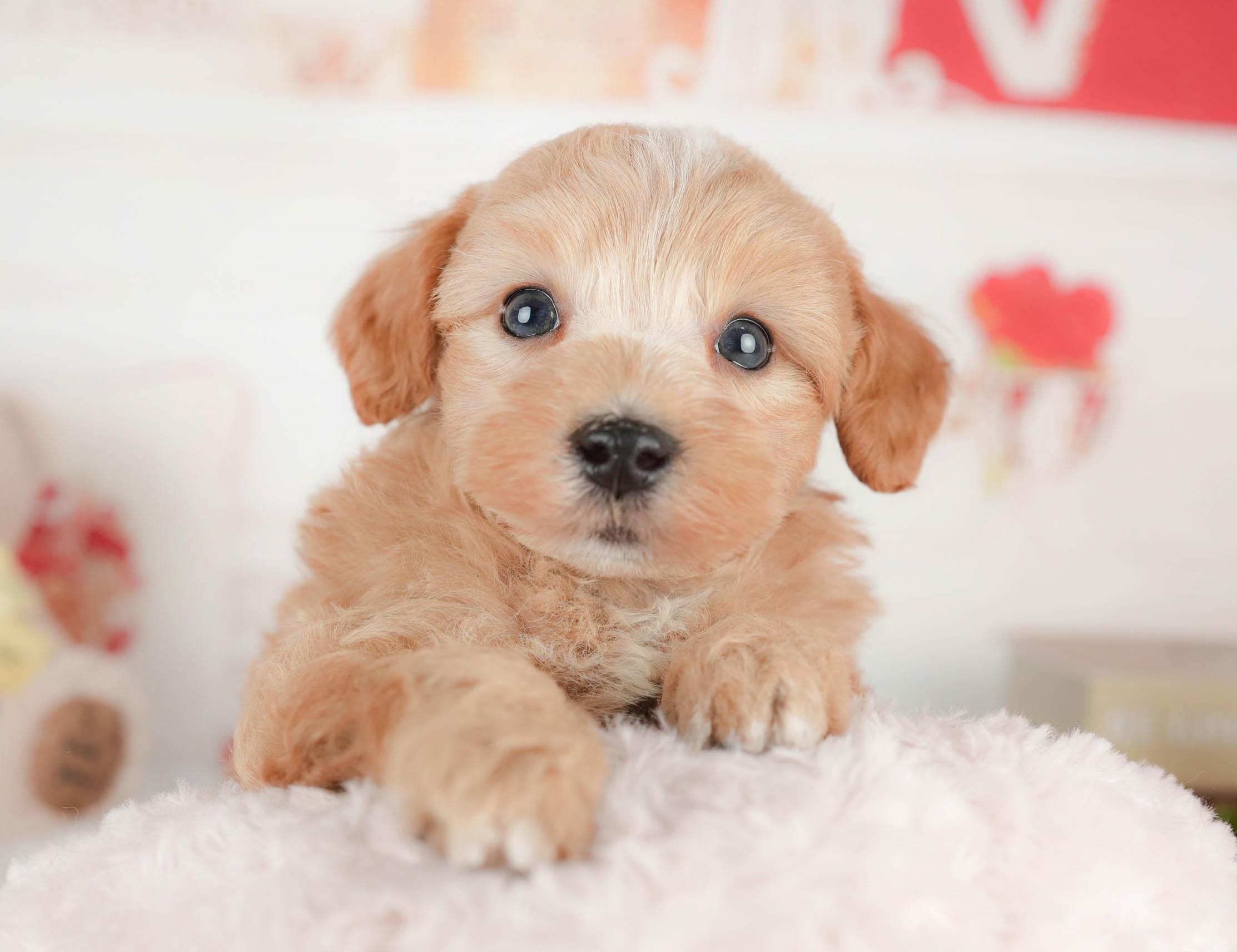 マルプー | 男の子 | アプリコット | 2025年12月29日