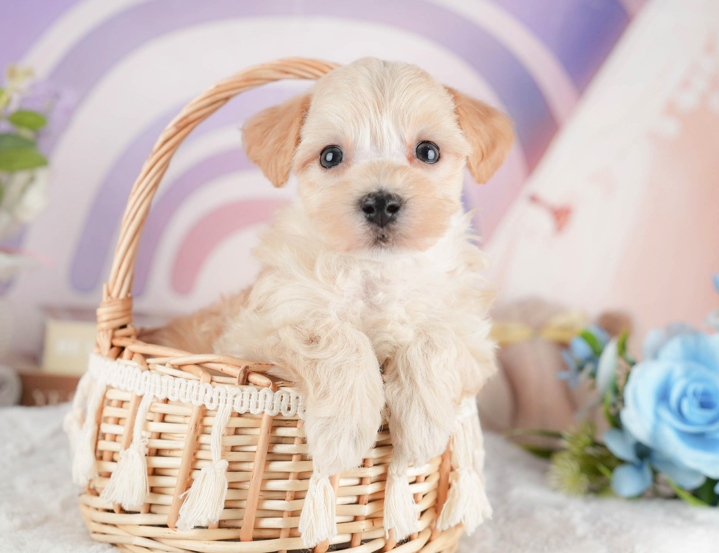 マルプー | 男の子 | アプリコット | 2025年12月29日