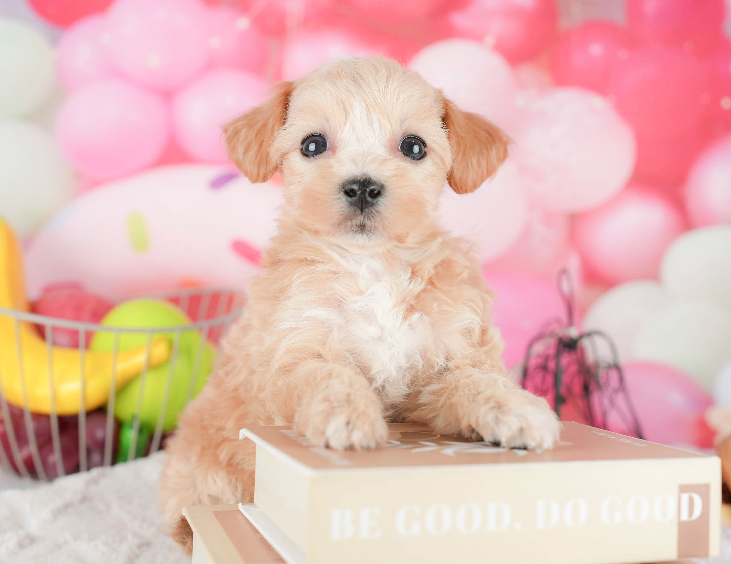 マルプー | 女の子 | アプリコット | 2025年12月29日