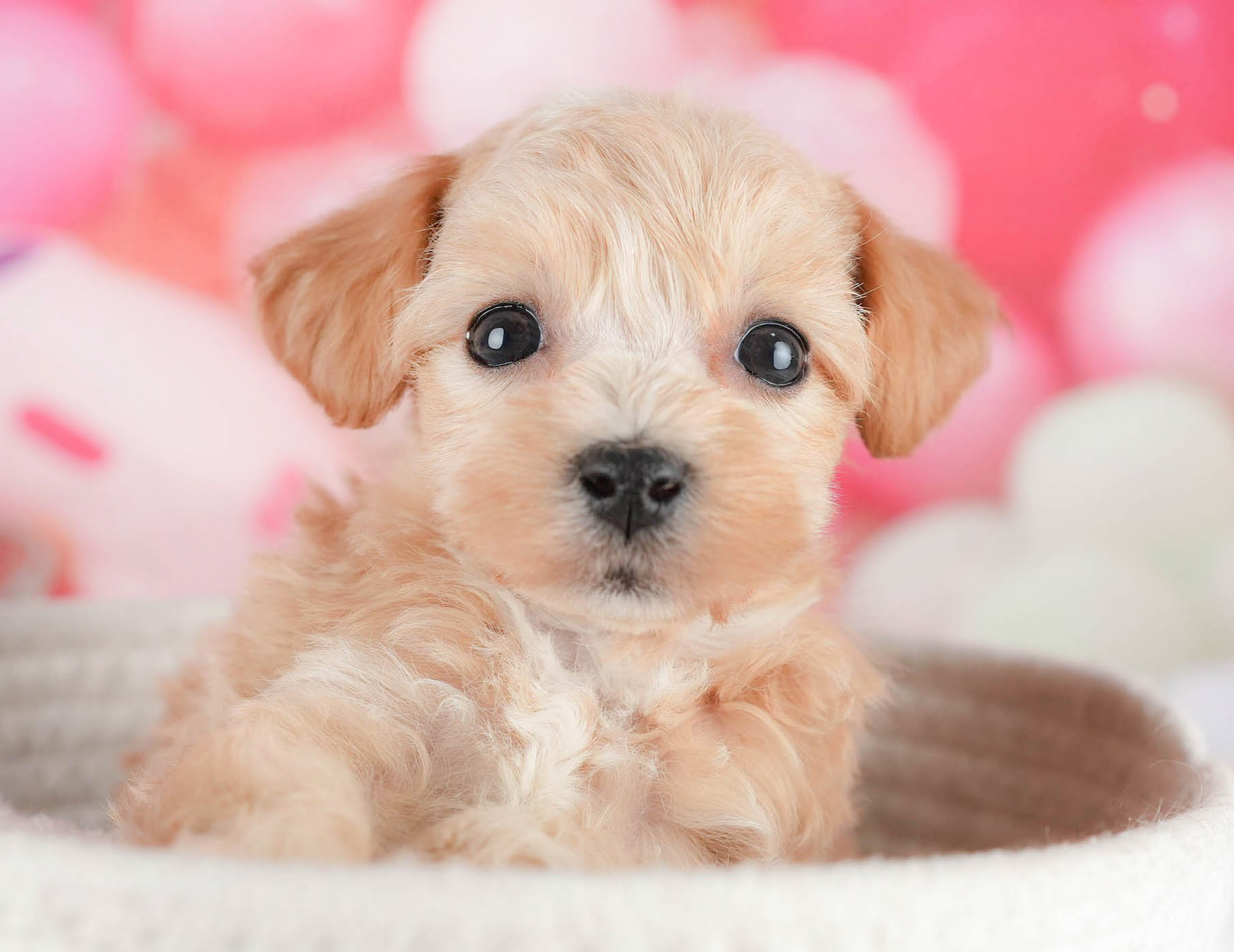 マルプー | 女の子 | アプリコット | 2025年12月29日