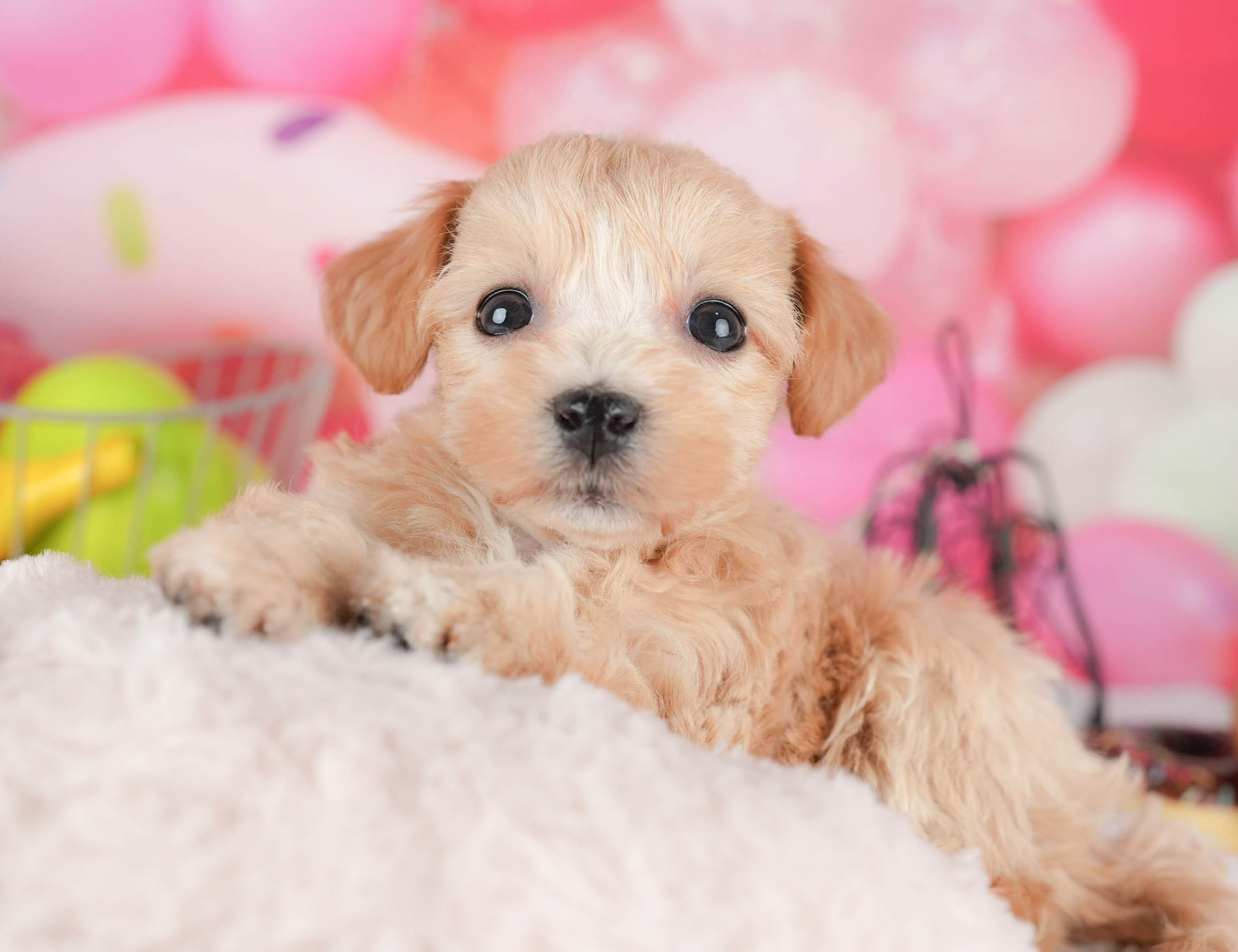 マルプー | 女の子 | アプリコット | 2025年12月29日