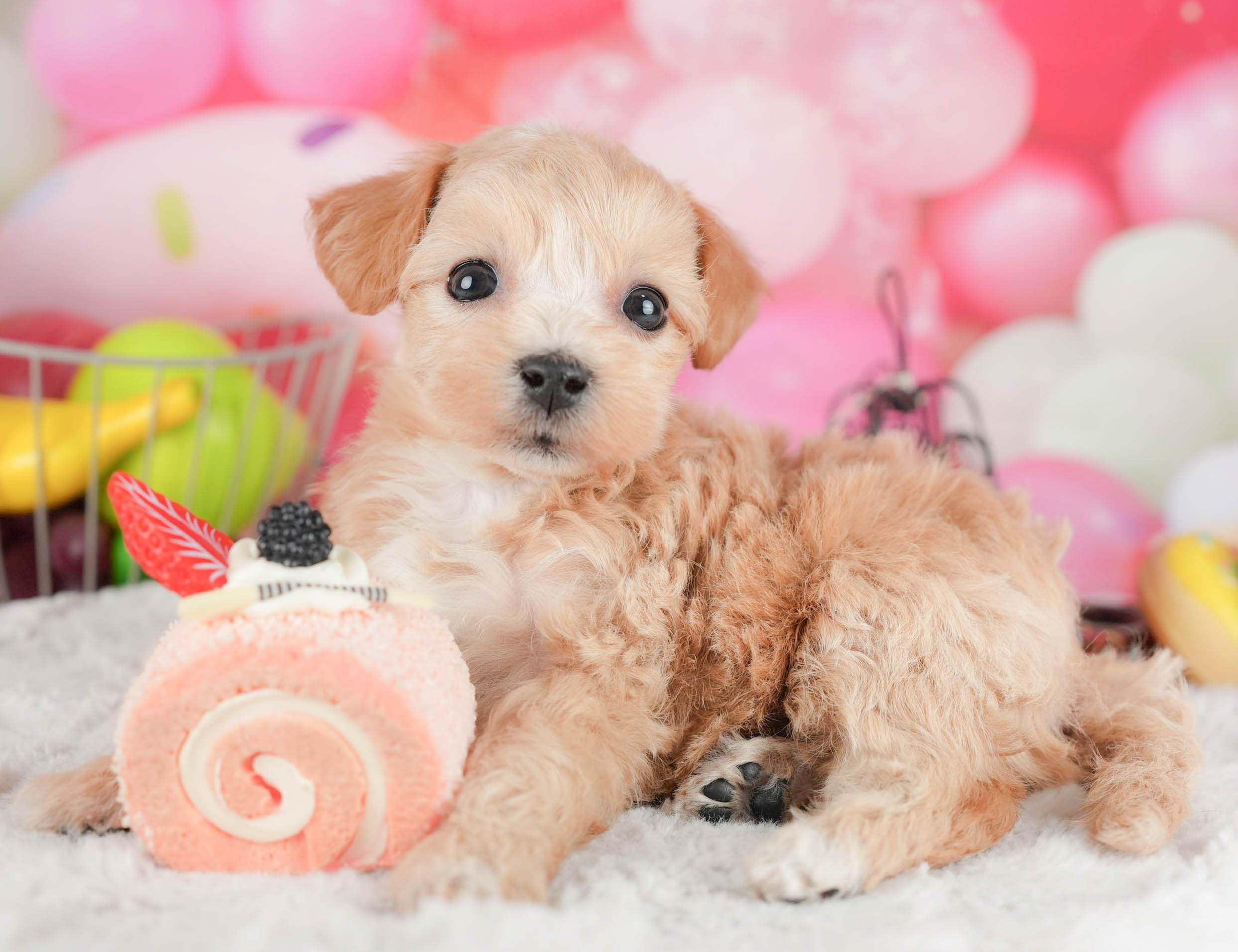 マルプー | 女の子 | アプリコット | 2025年12月29日