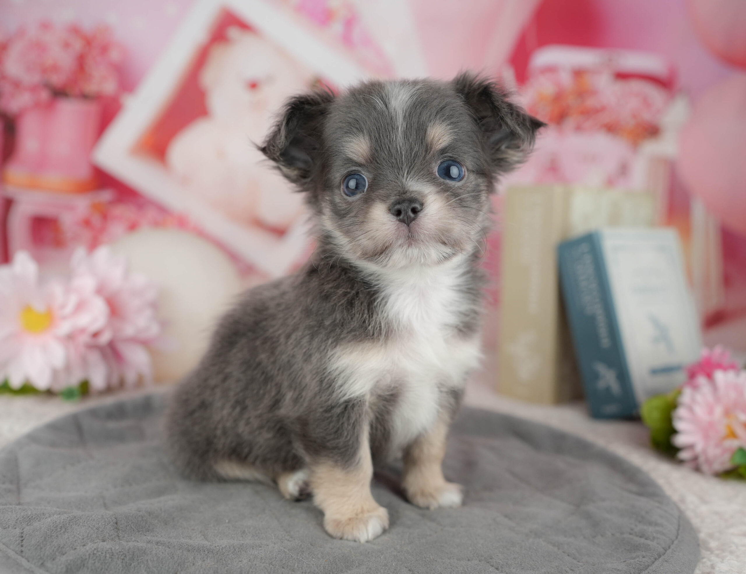 チワワ(ロング) | 女の子 | ブルータン＆ホワイト | 2025年12月30日