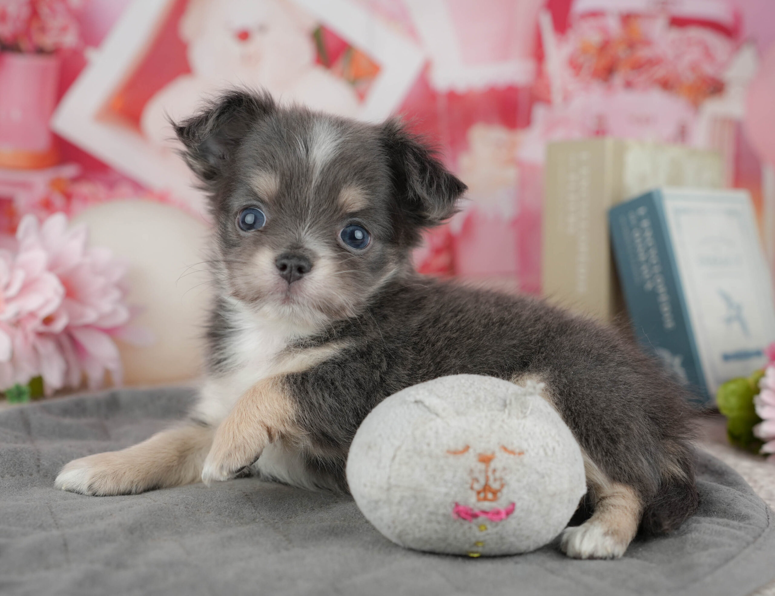 チワワ(ロング) | 女の子 | ブルータン＆ホワイト | 2025年12月30日