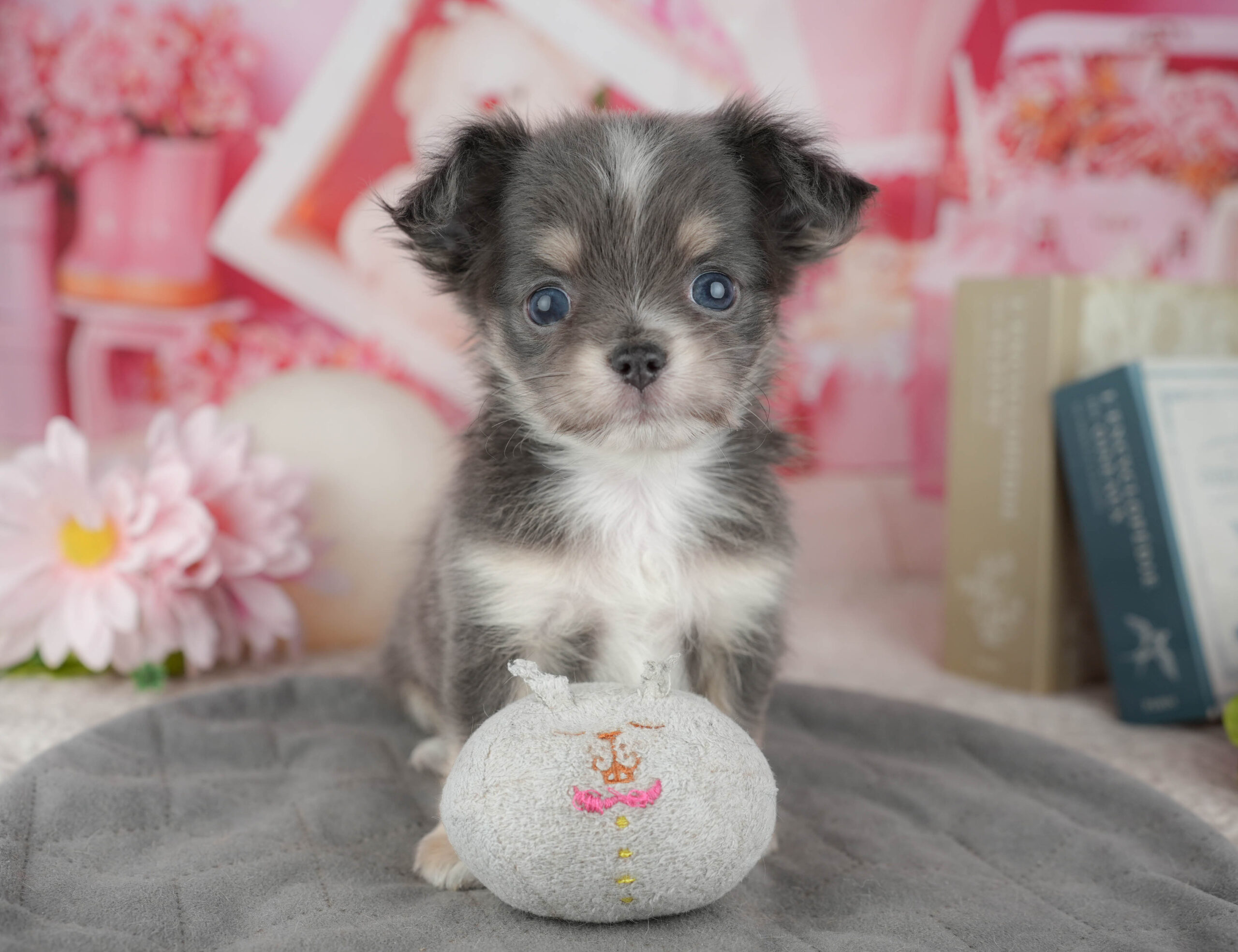 チワワ(ロング) | 女の子 | ブルータン＆ホワイト | 2025年12月30日