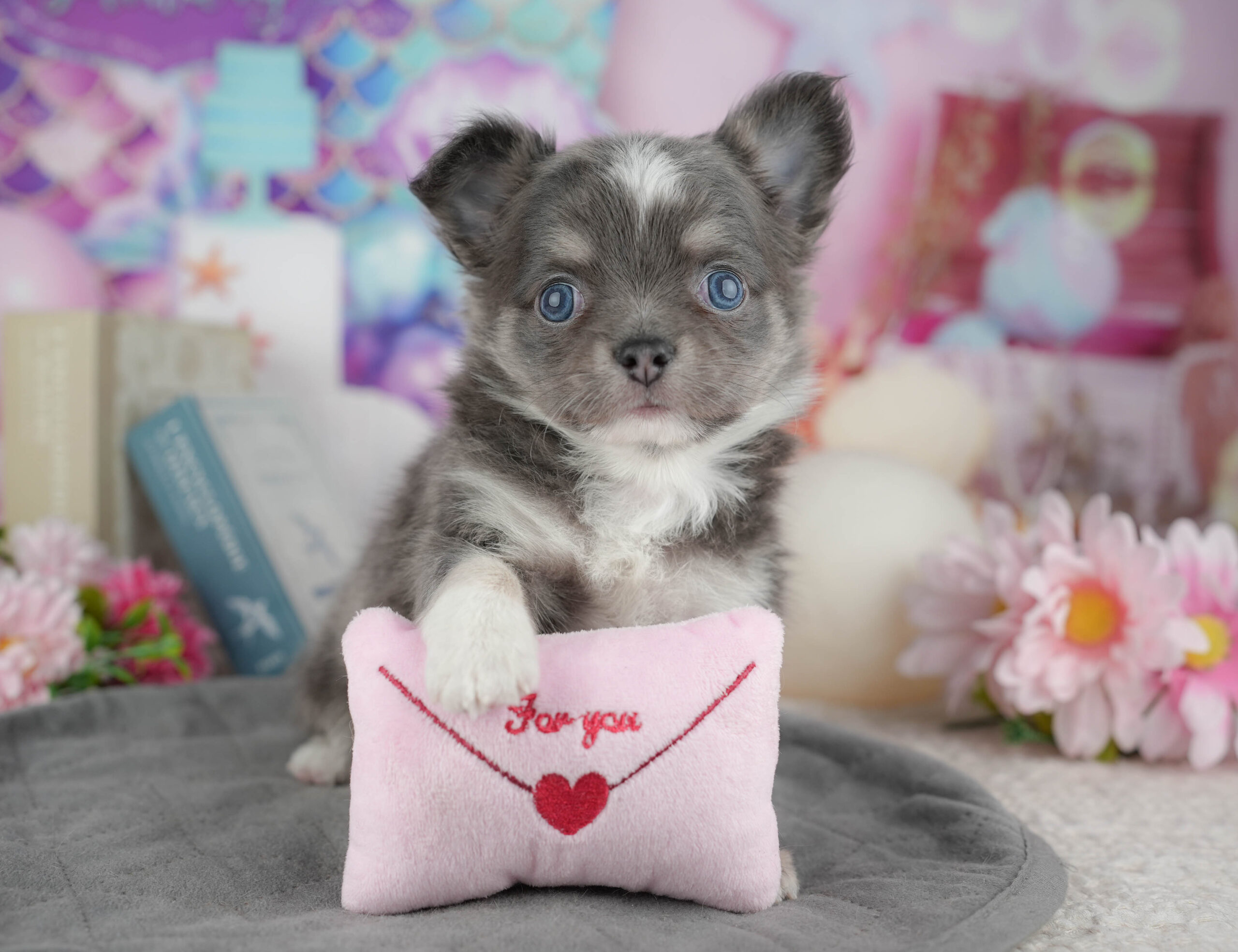 チワワ(ロング) | 男の子 | ブルータン&ホワイト | 2025年12月30日