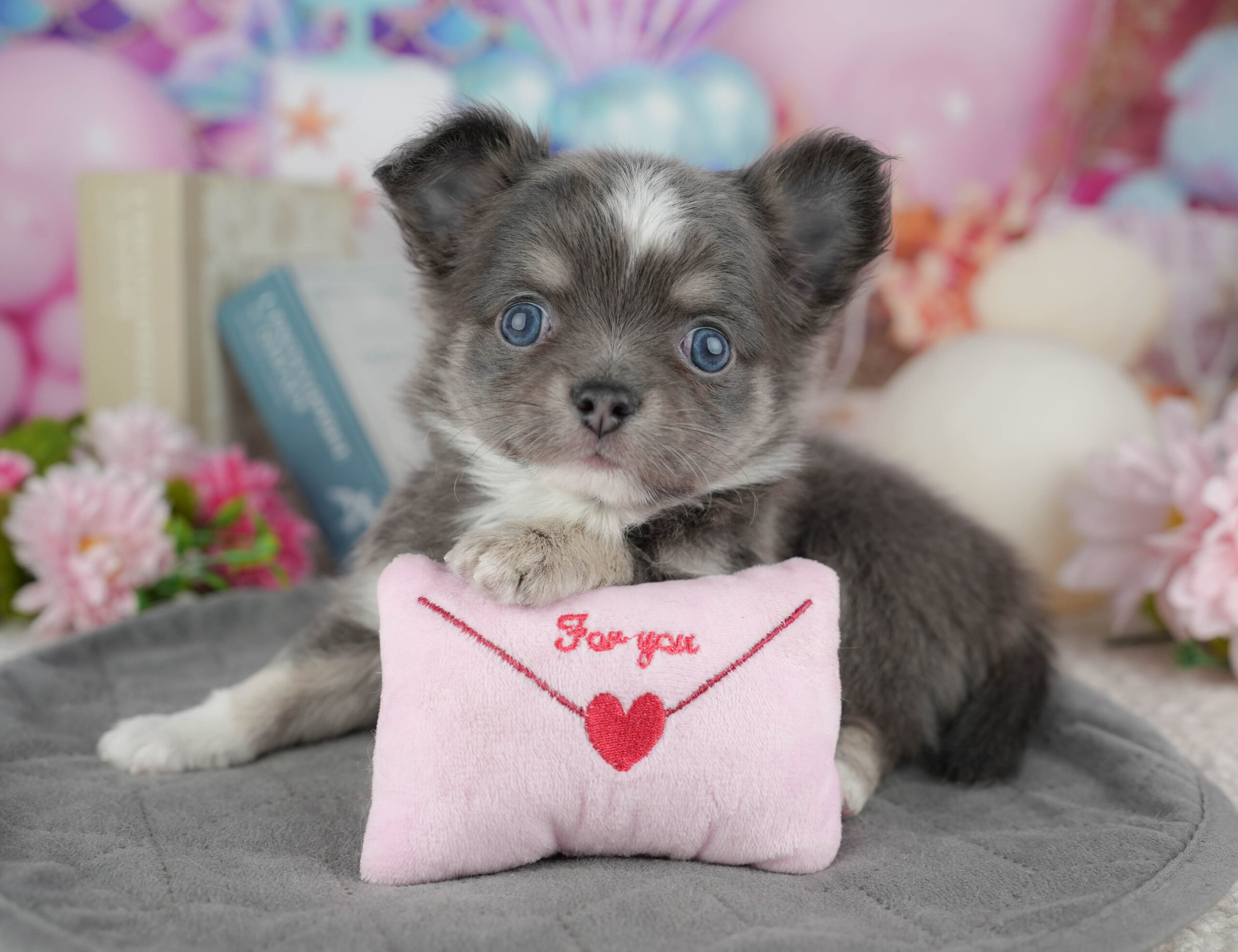 チワワ(ロング) | 男の子 | ブルータン&ホワイト | 2025年12月30日