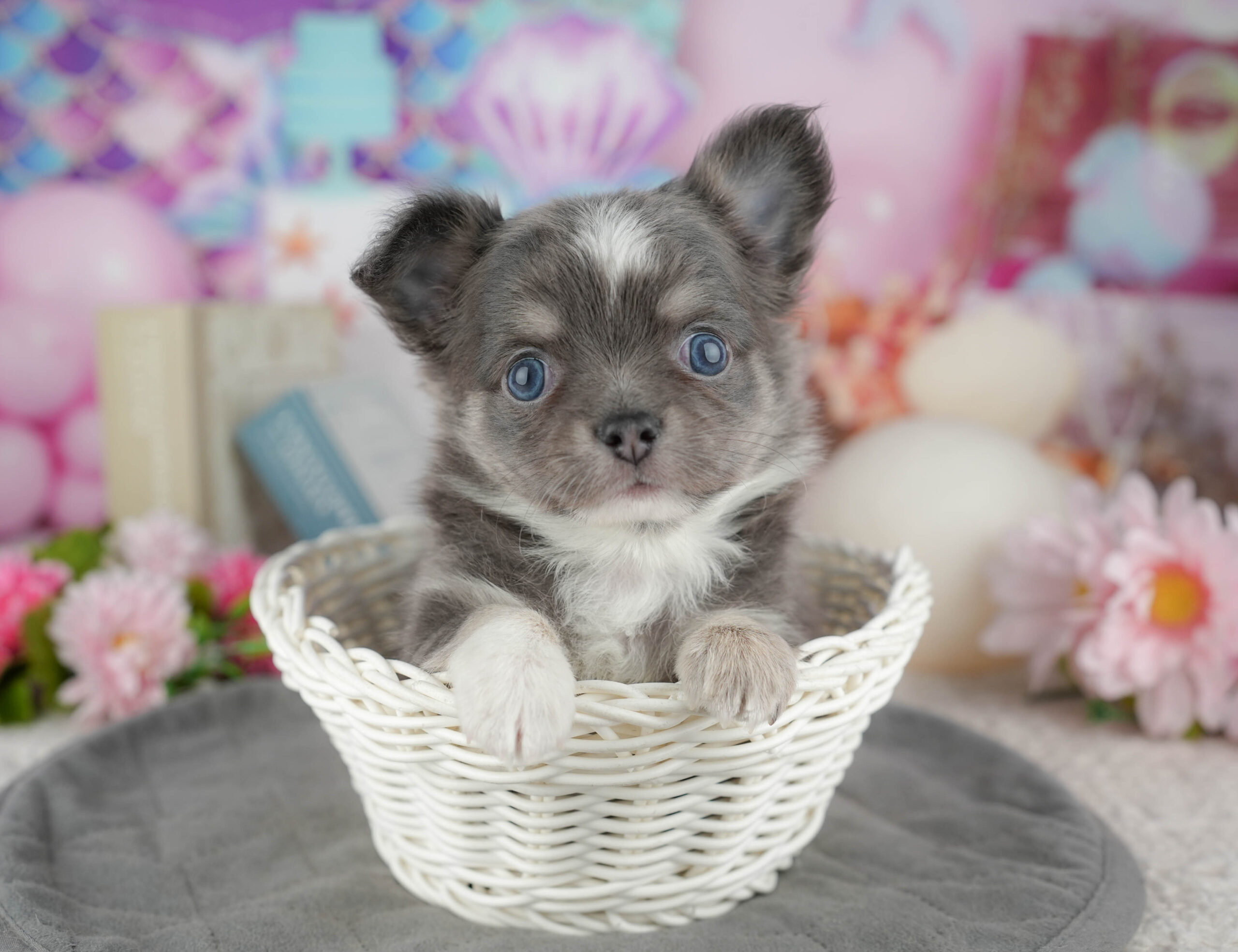 チワワ(ロング) | 男の子 | ブルータン&ホワイト | 2025年12月30日