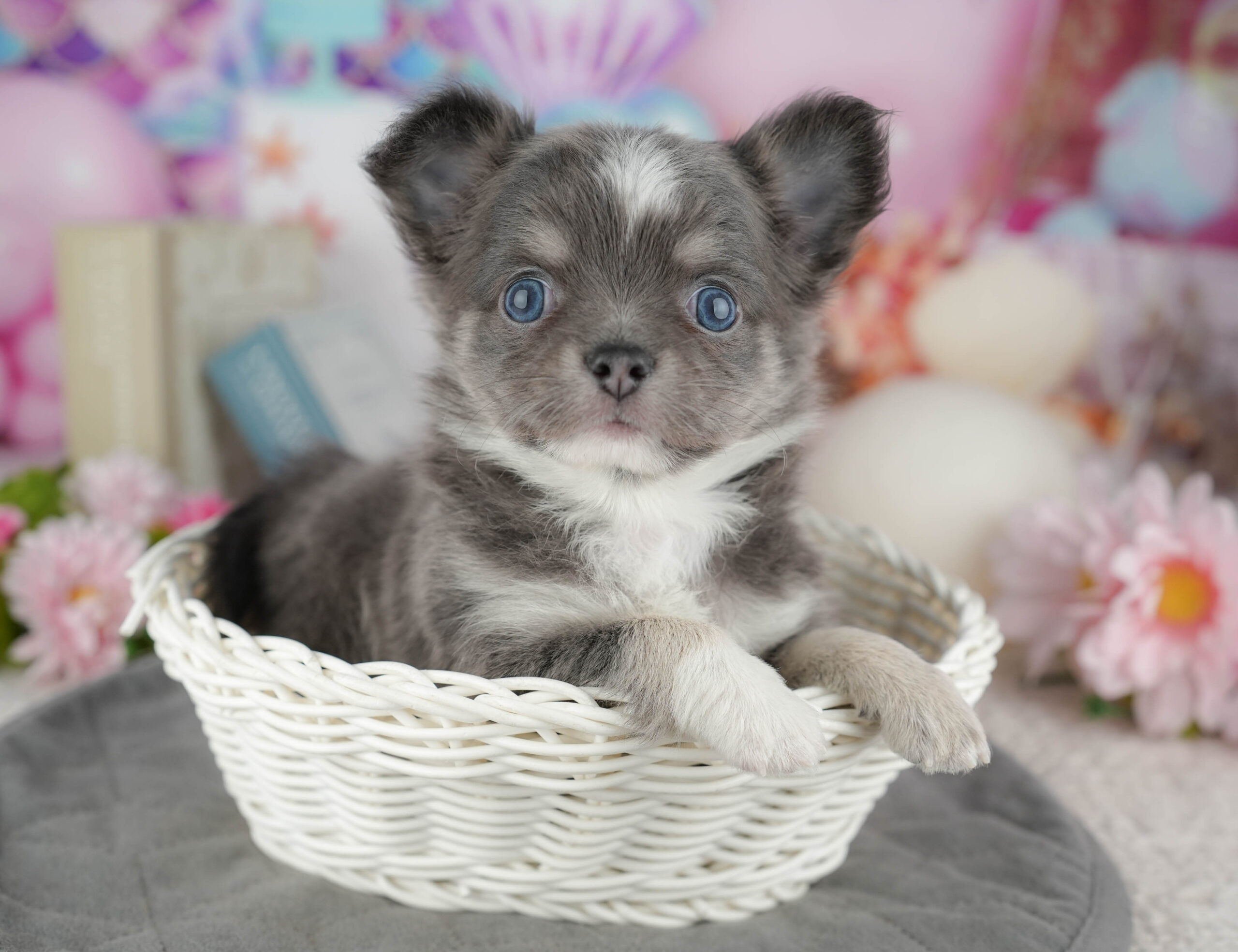 チワワ(ロング) | 男の子 | ブルータン&ホワイト | 2025年12月30日