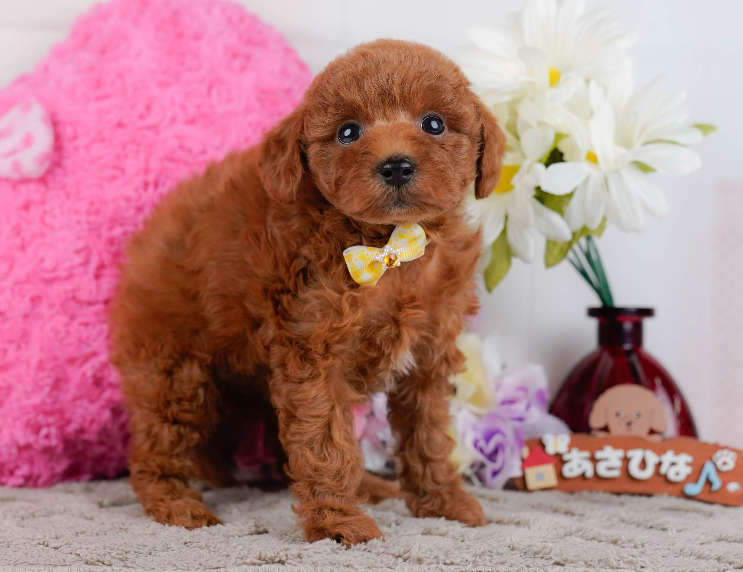 トイ・プードル | 女の子 | レッド | 2025年12月30日