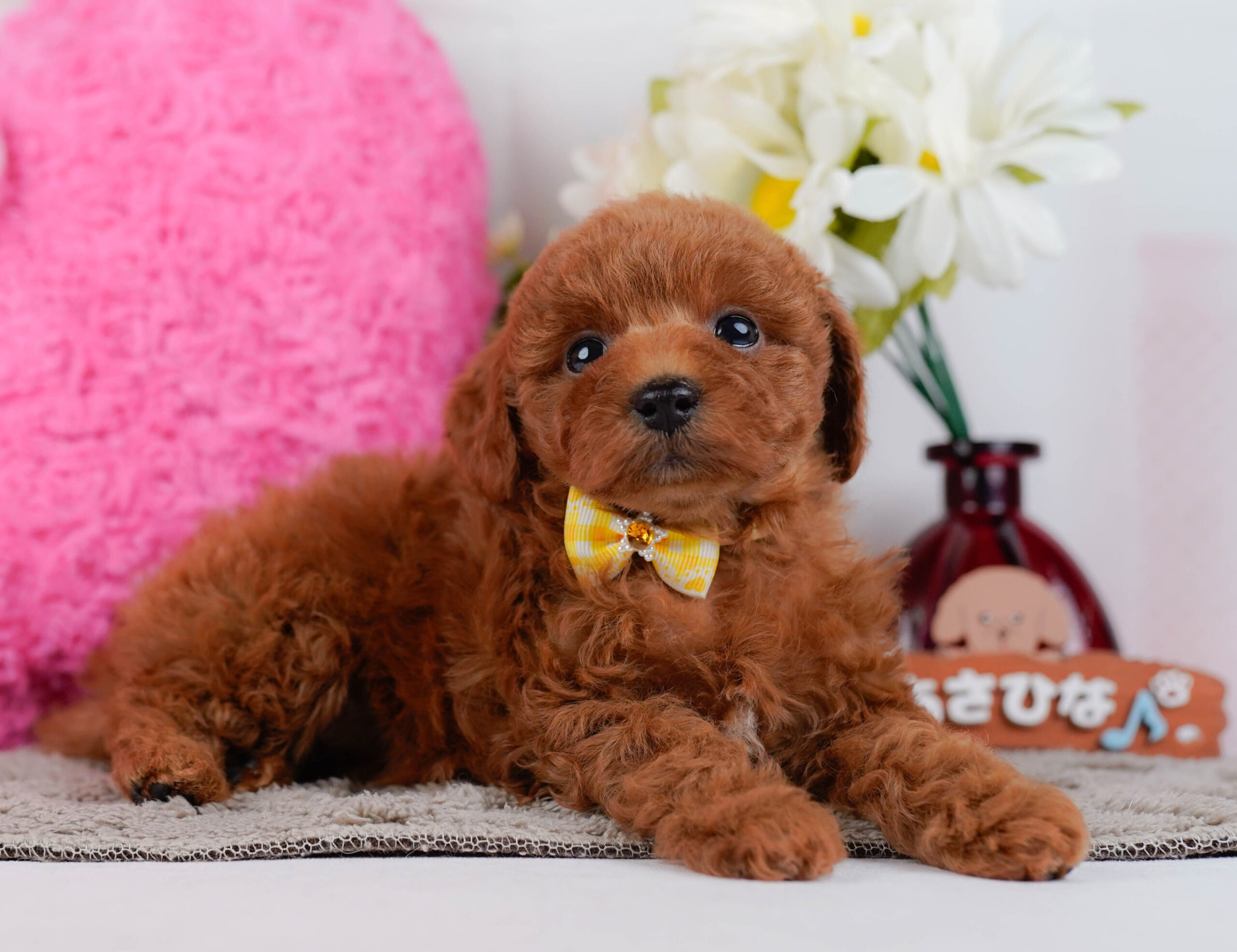 トイ・プードル | 女の子 | レッド | 2025年12月30日