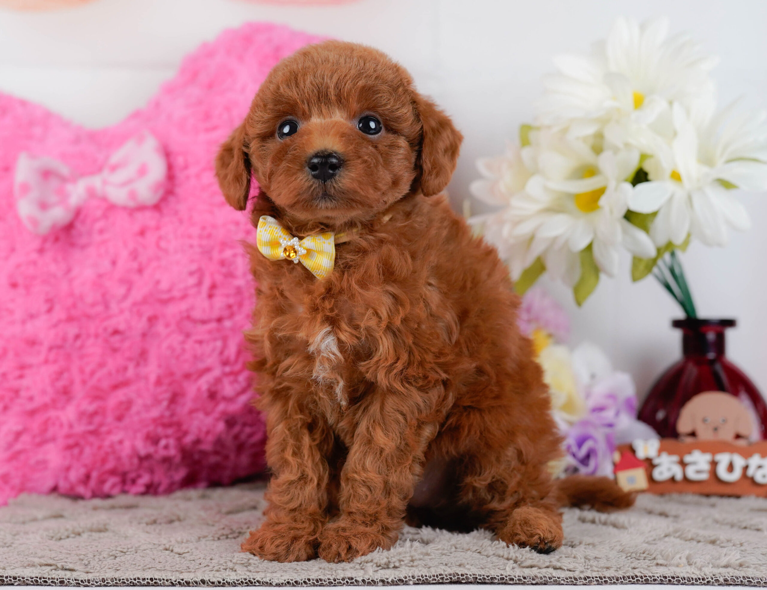 トイ・プードル | 女の子 | レッド | 2025年12月30日