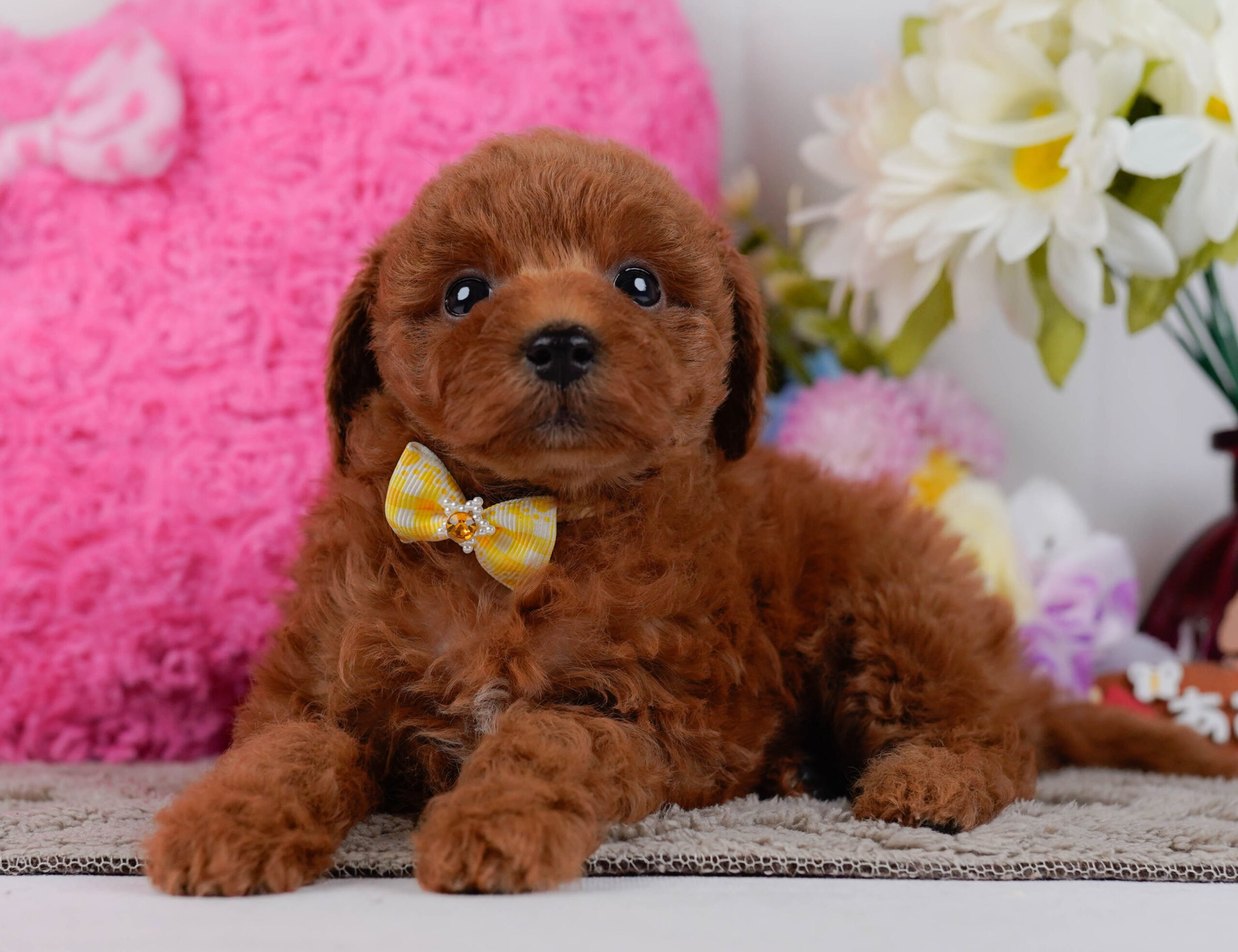 トイ・プードル | 女の子 | レッド | 2025年12月30日