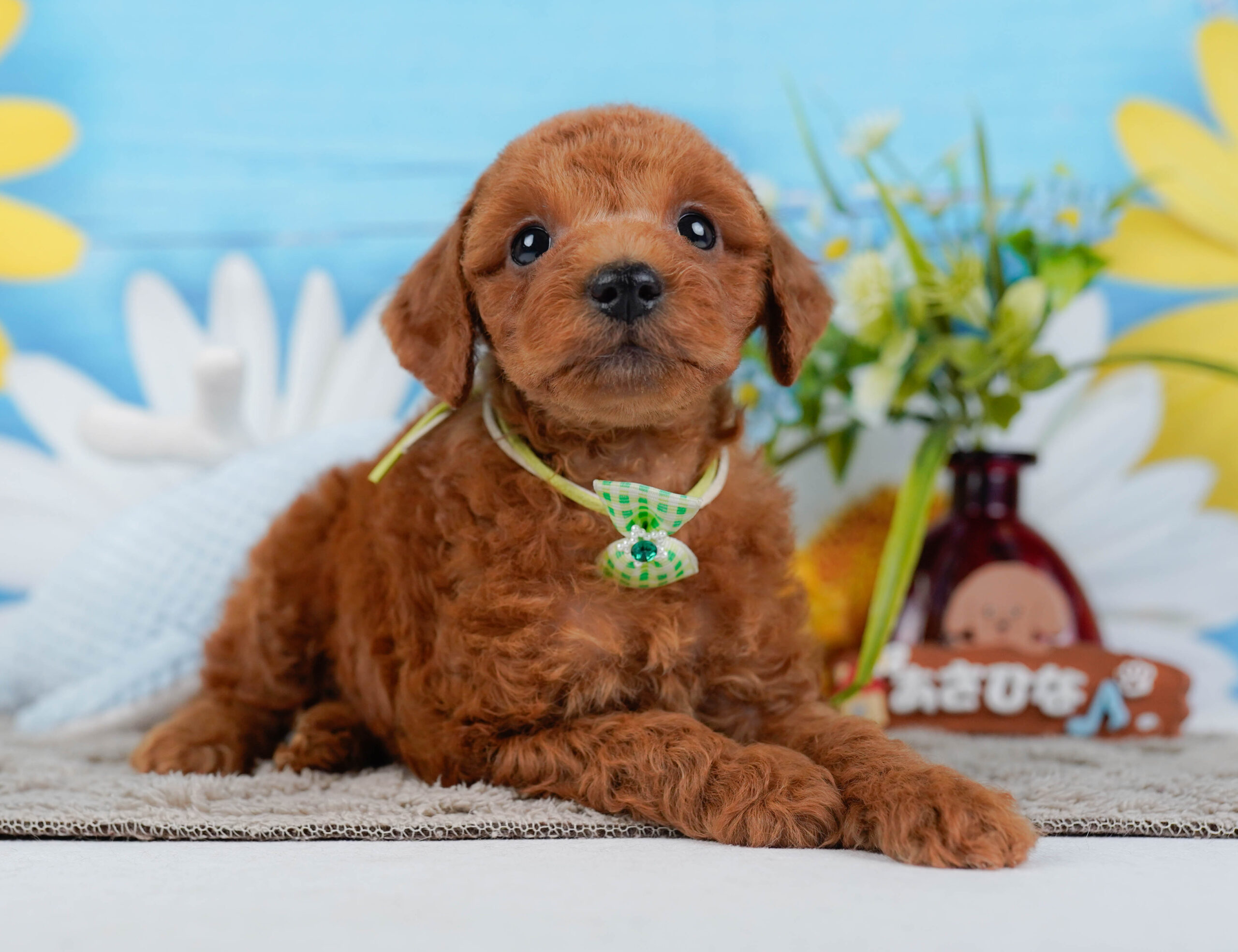 トイ・プードル | 男の子 | レッド | 2025年12月30日