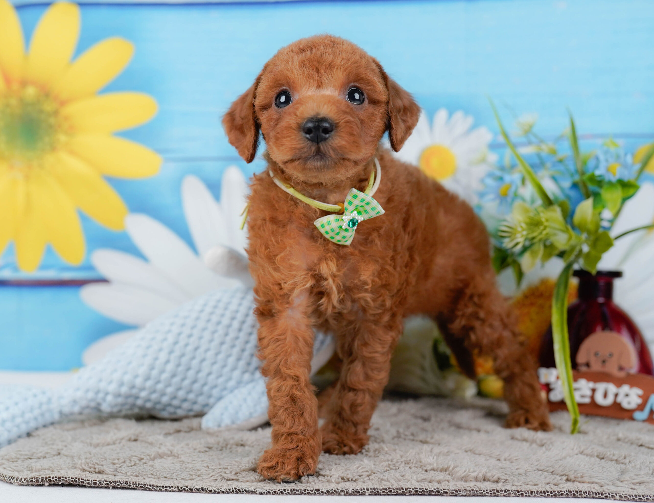 トイ・プードル | 男の子 | レッド | 2025年12月30日