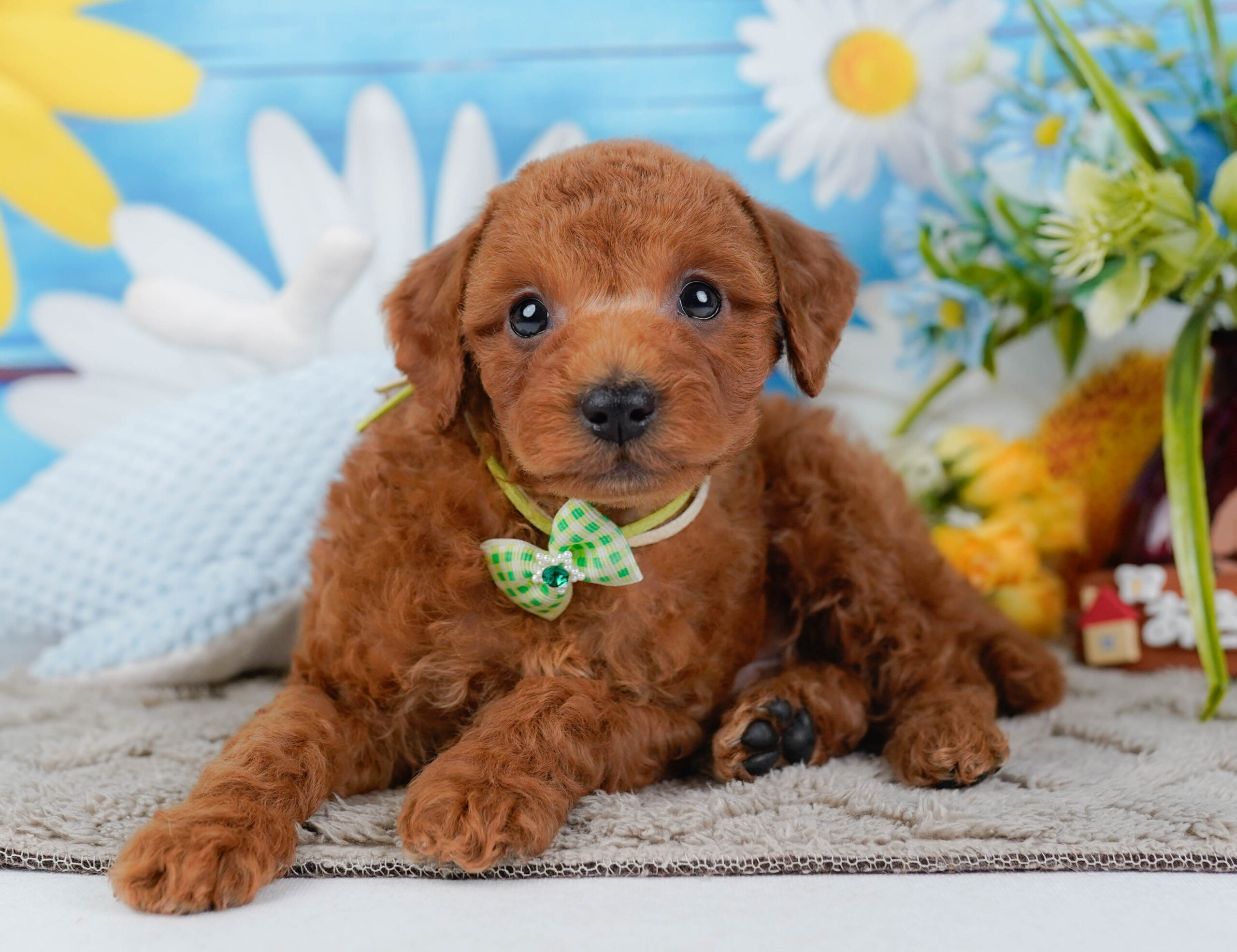 トイ・プードル | 男の子 | レッド | 2025年12月30日