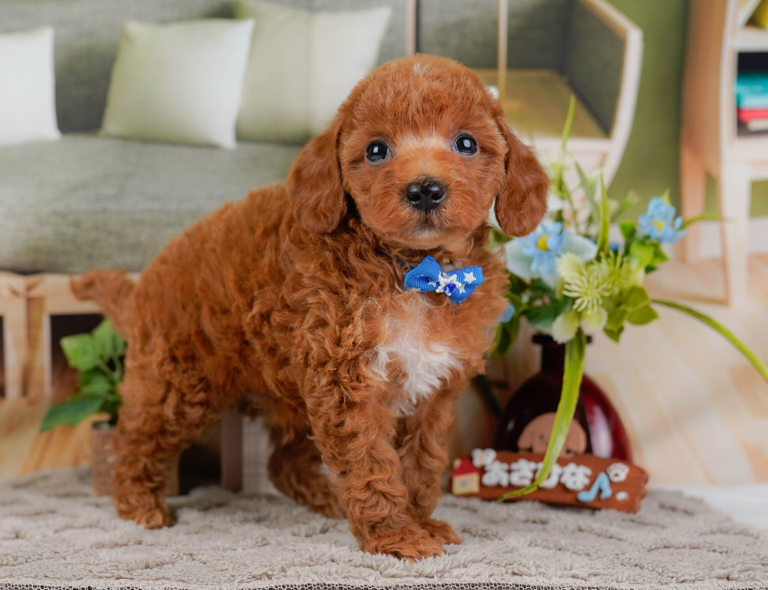 トイ・プードル | 男の子 | レッド | 2025年12月30日