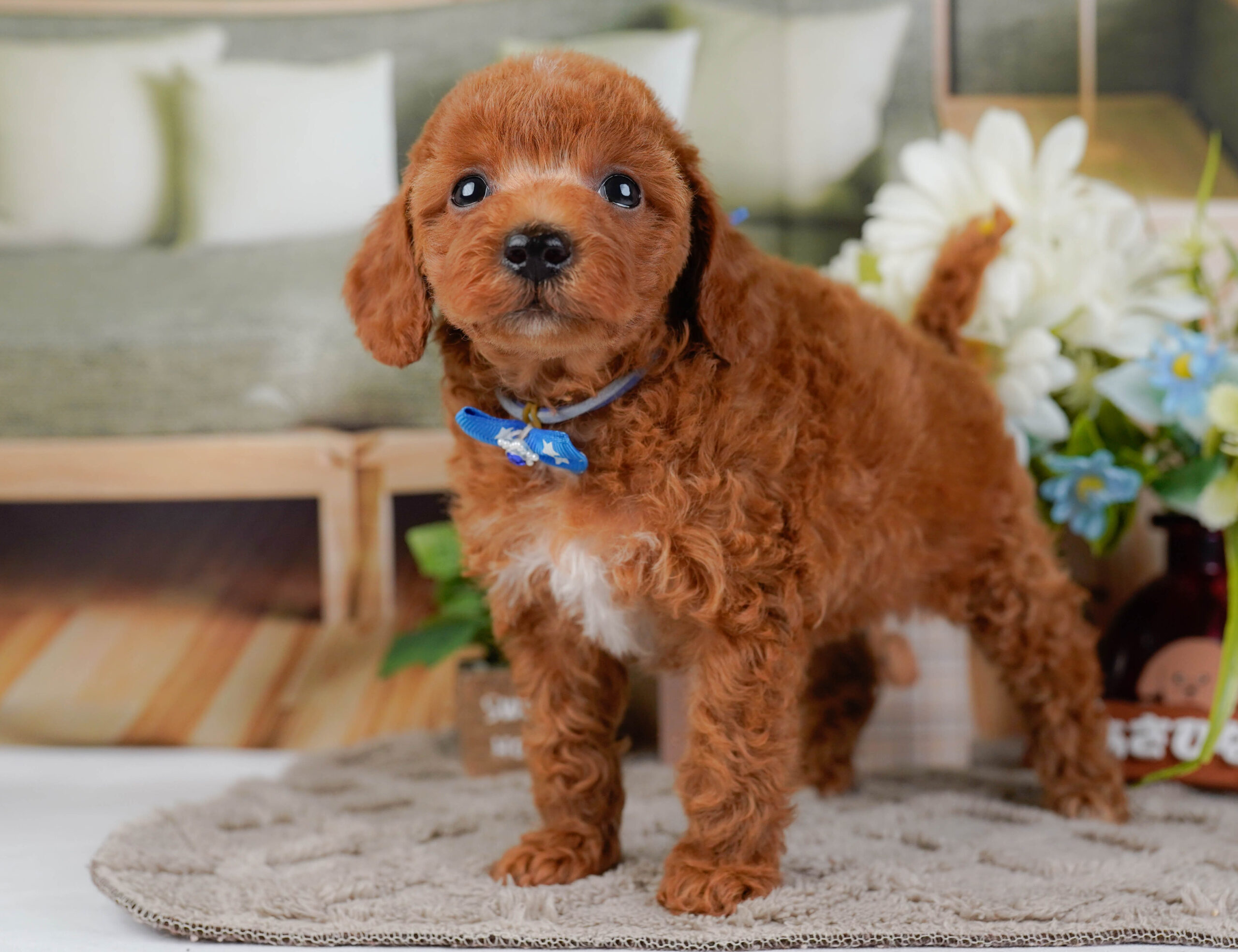 トイ・プードル | 男の子 | レッド | 2025年12月30日