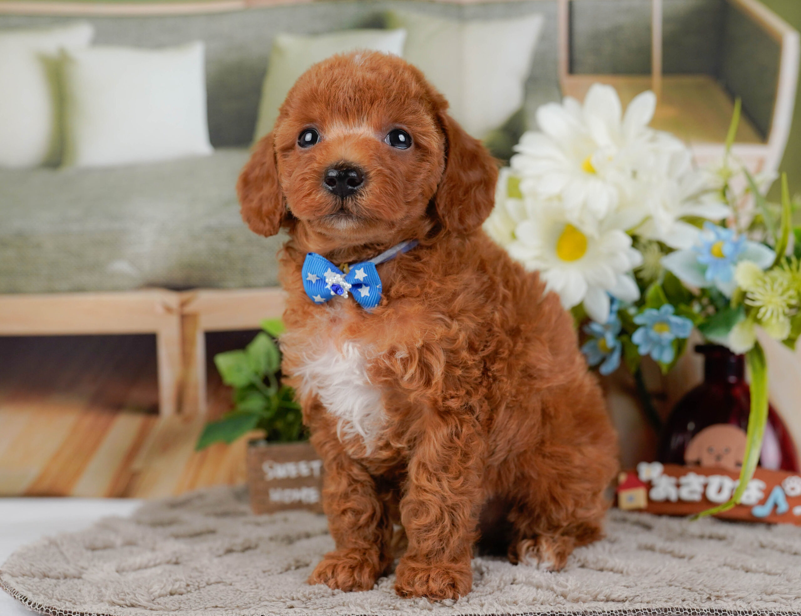 トイ・プードル | 男の子 | レッド | 2025年12月30日