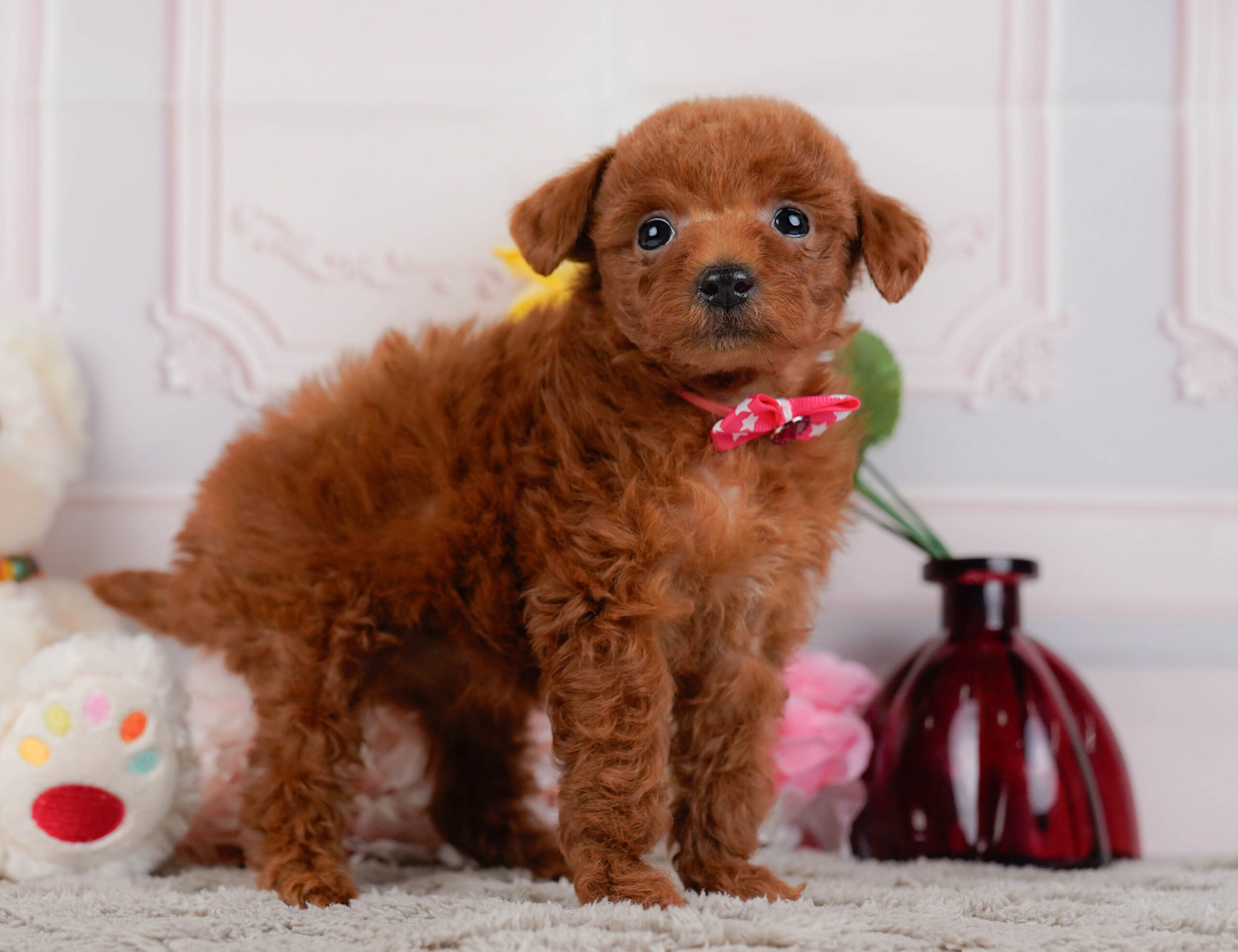 トイ・プードル | 女の子 | レッド | 2025年12月30日