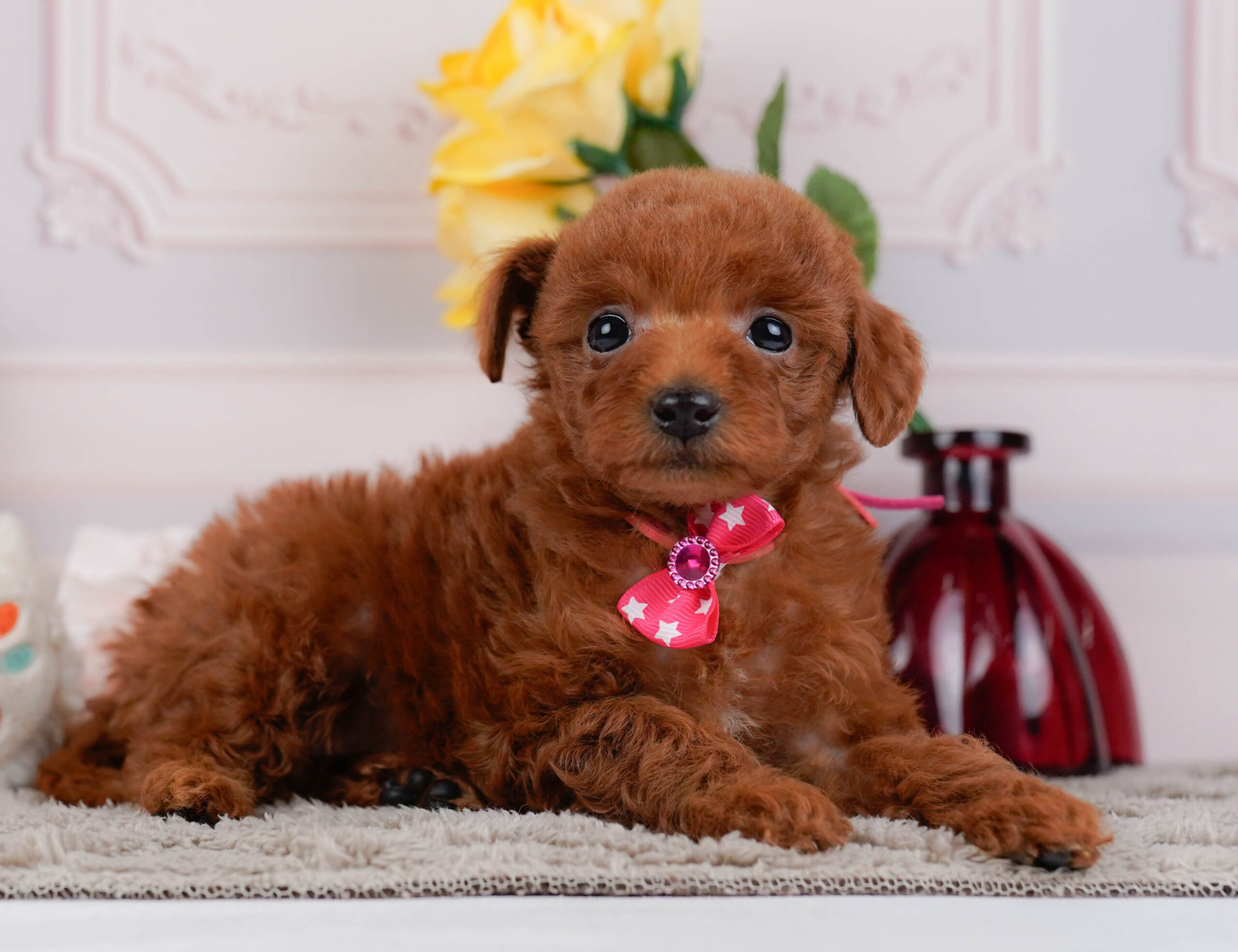 トイ・プードル | 女の子 | レッド | 2025年12月30日