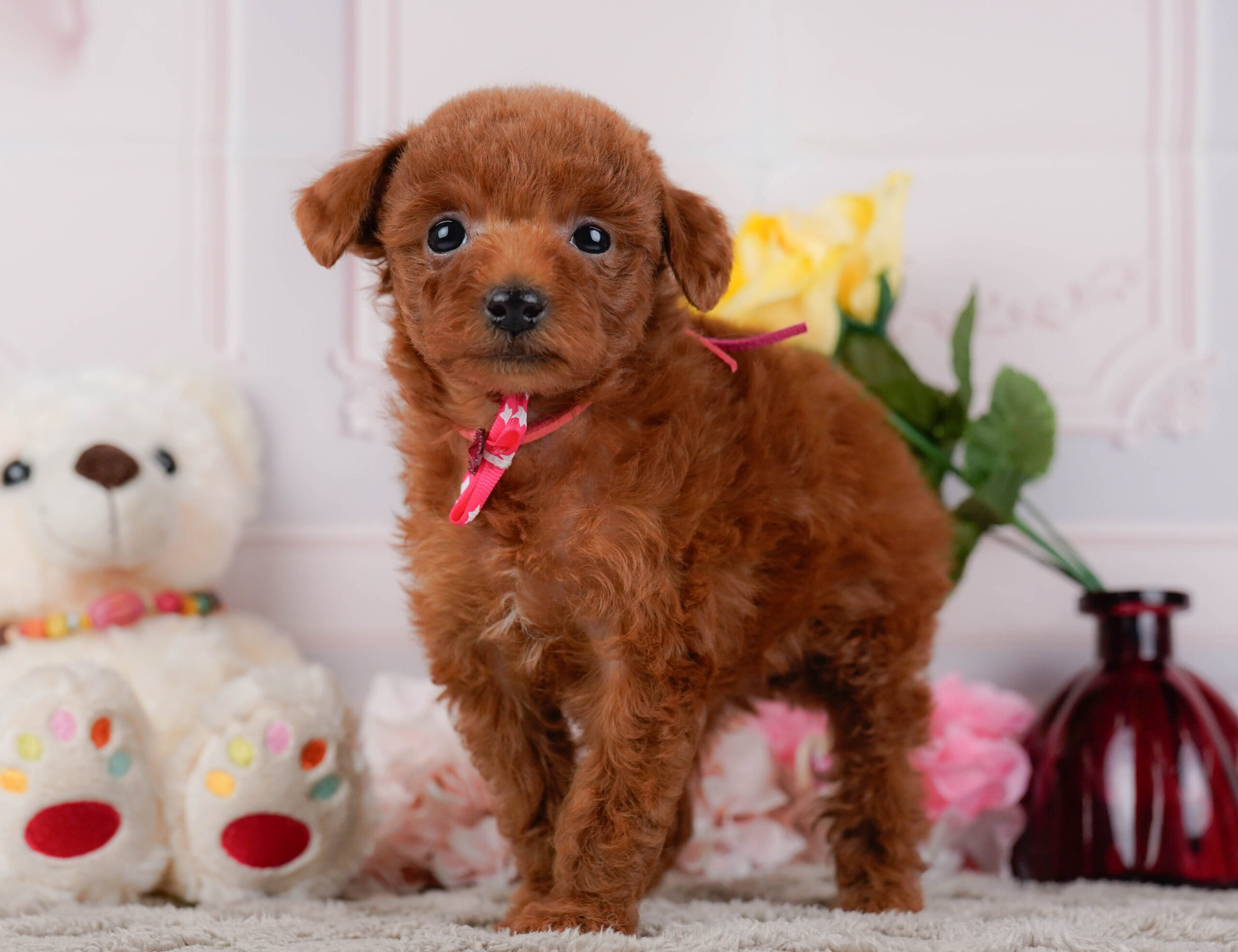 トイ・プードル | 女の子 | レッド | 2025年12月30日