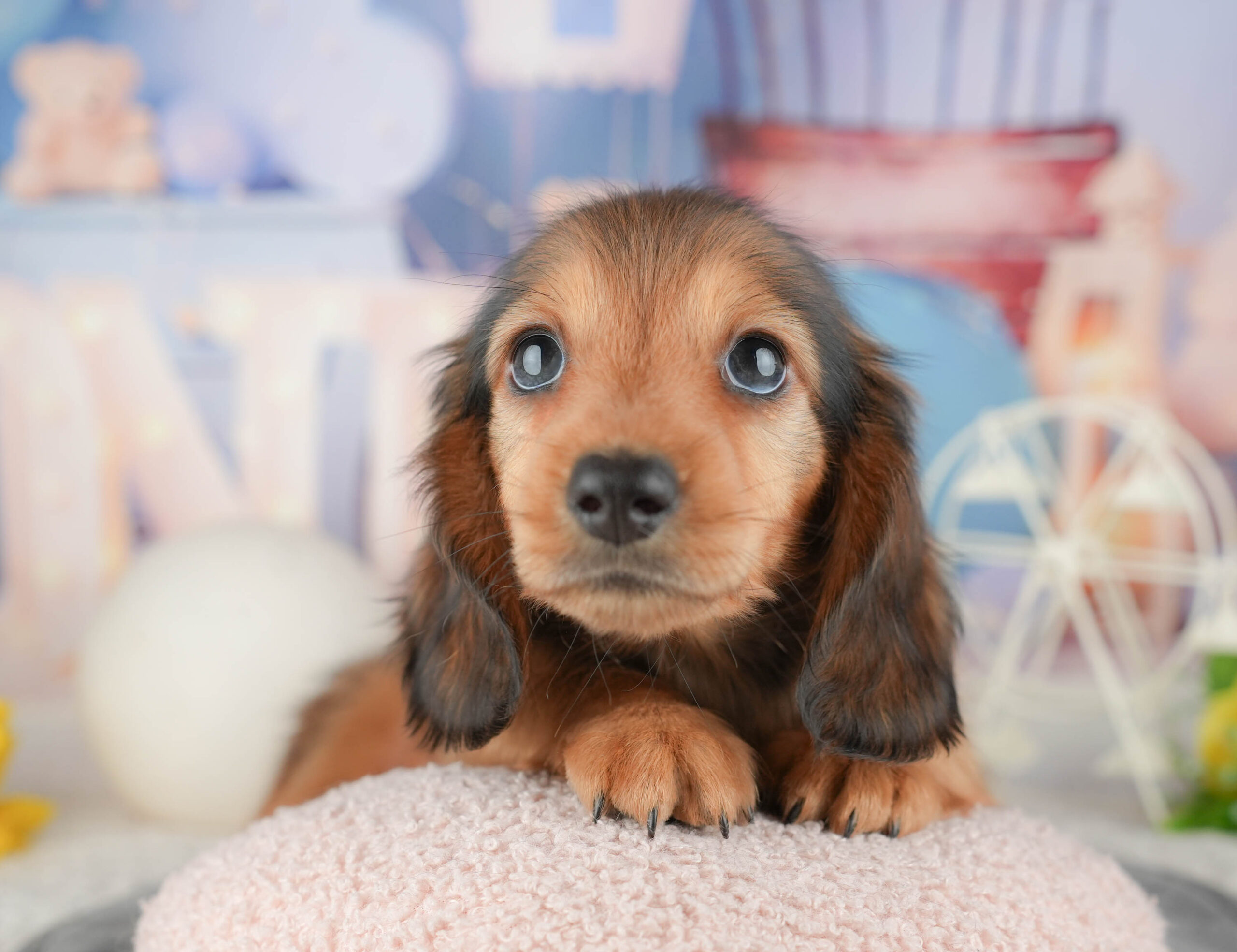 ミニチュア・ダックスフンド(ロング) | 男の子 | シェーデッドレッド | 2025年12月30日