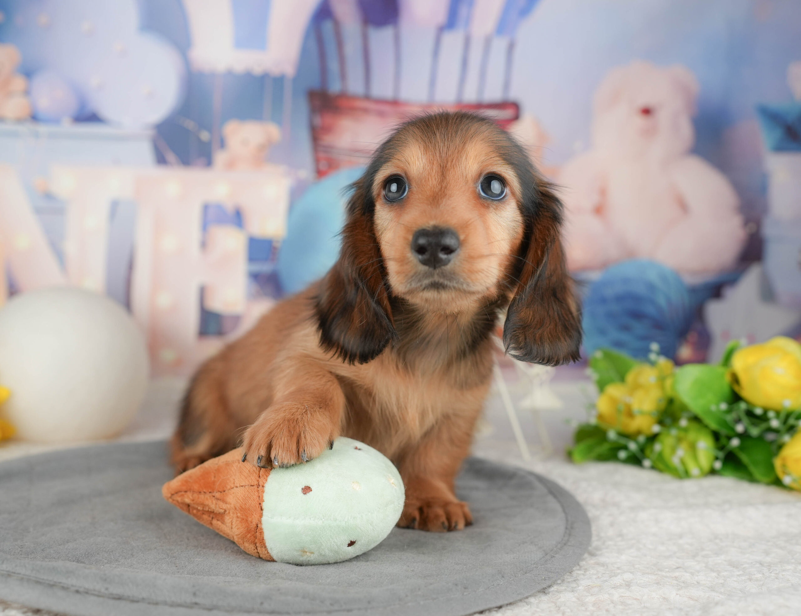 ミニチュア・ダックスフンド(ロング) | 男の子 | シェーデッドレッド | 2025年12月30日