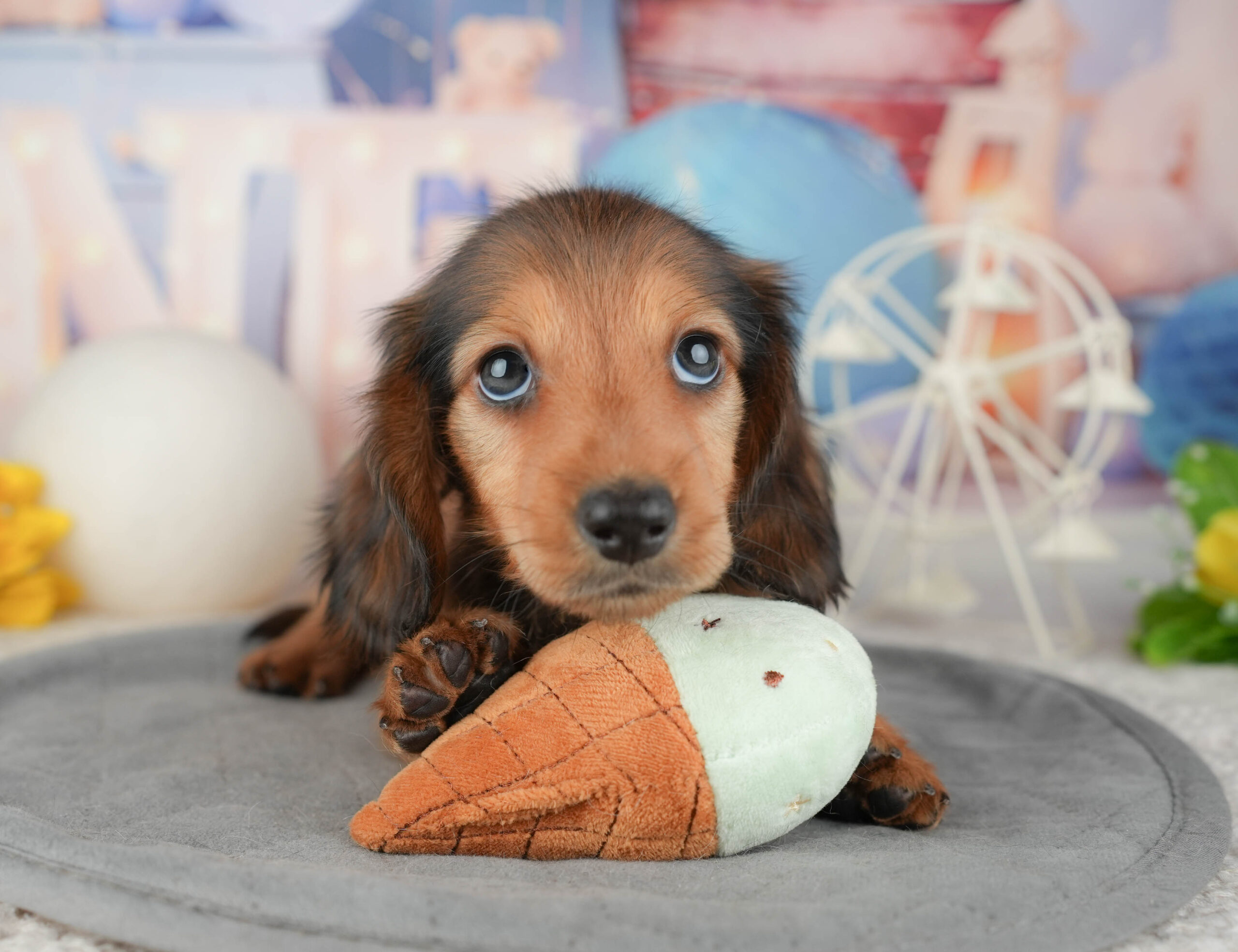 ミニチュア・ダックスフンド(ロング) | 男の子 | シェーデッドレッド | 2025年12月30日