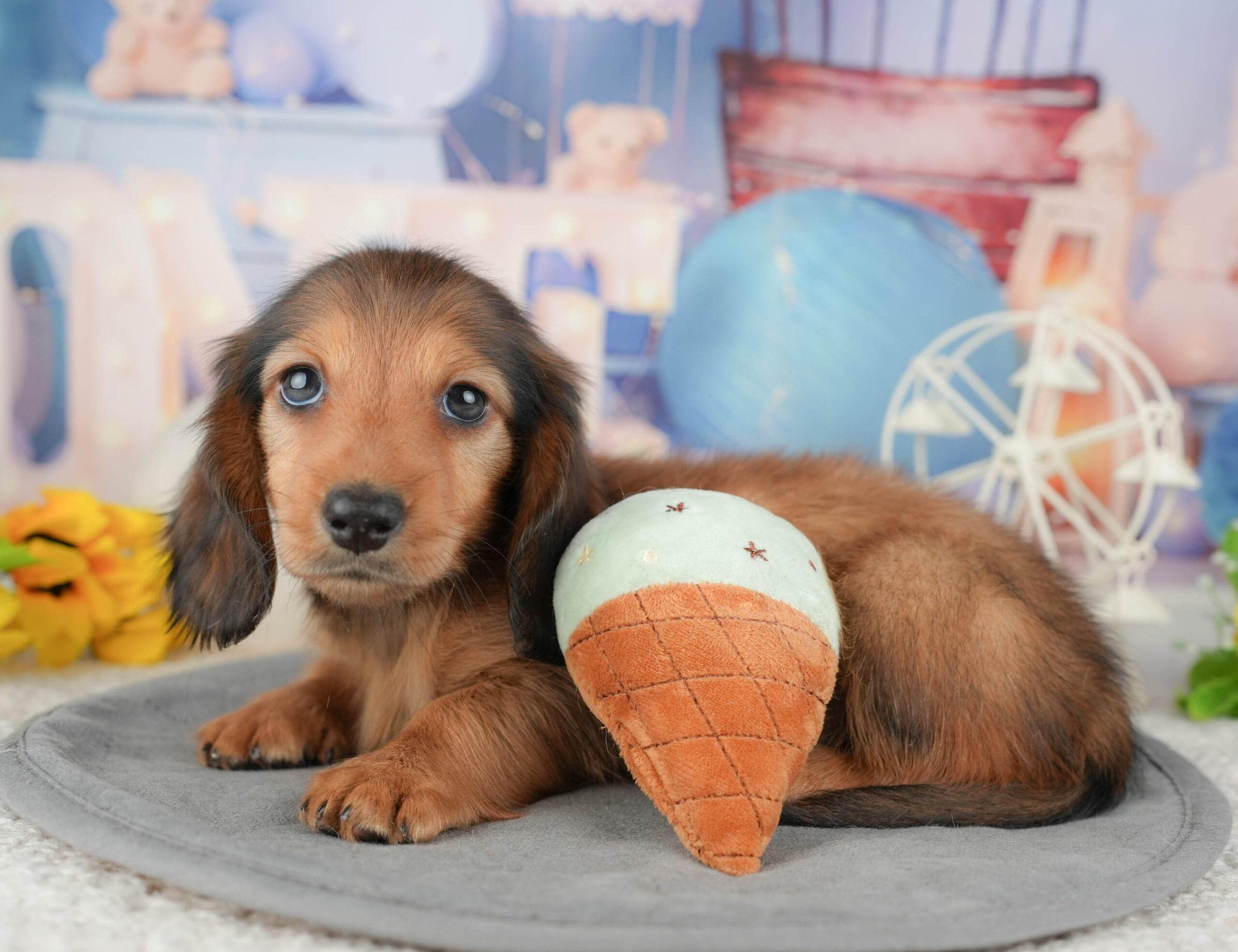 ミニチュア・ダックスフンド(ロング) | 男の子 | シェーデッドレッド | 2025年12月30日