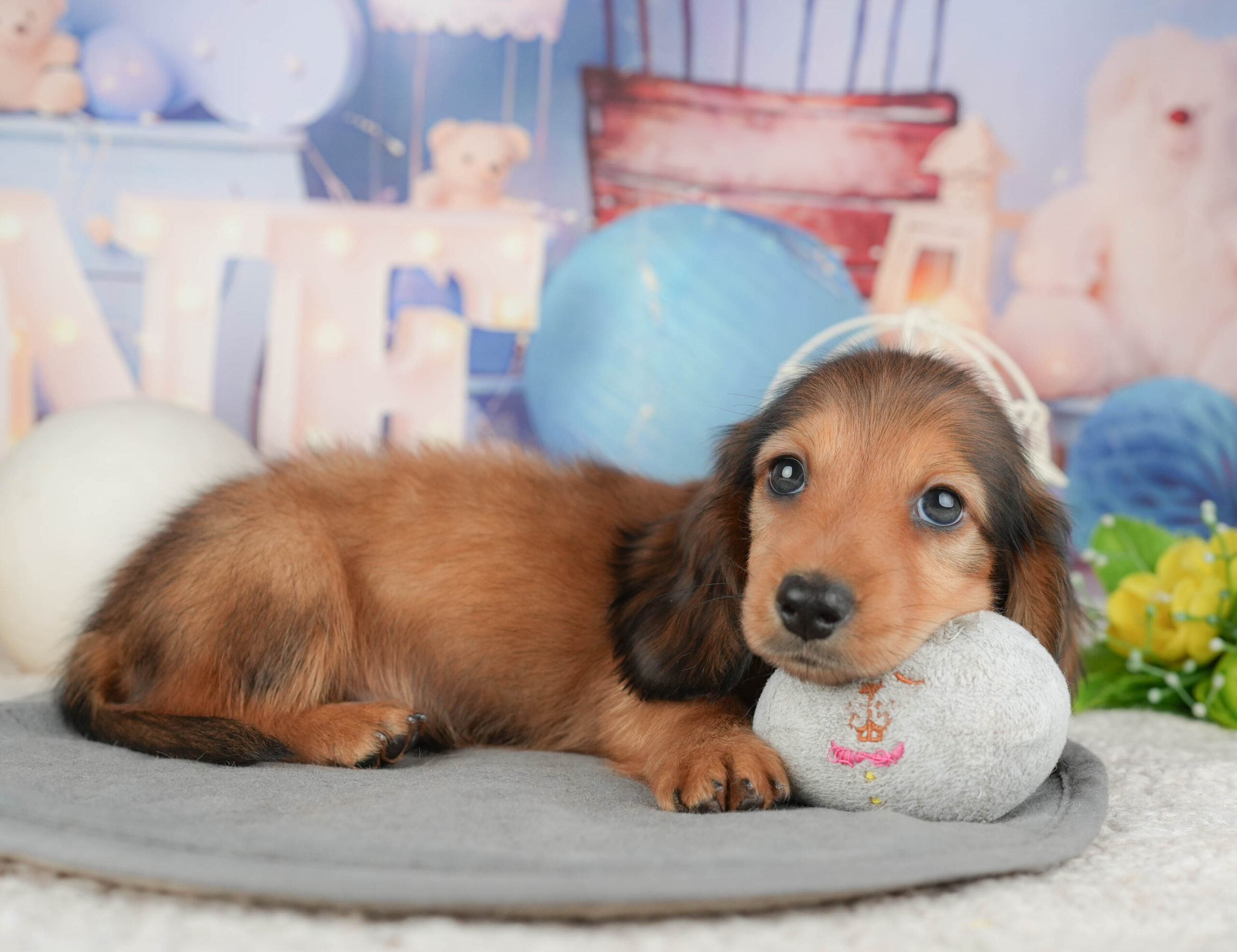 ミニチュア・ダックスフンド(ロング) | 男の子 | シェーデッドレッド | 2025年12月30日