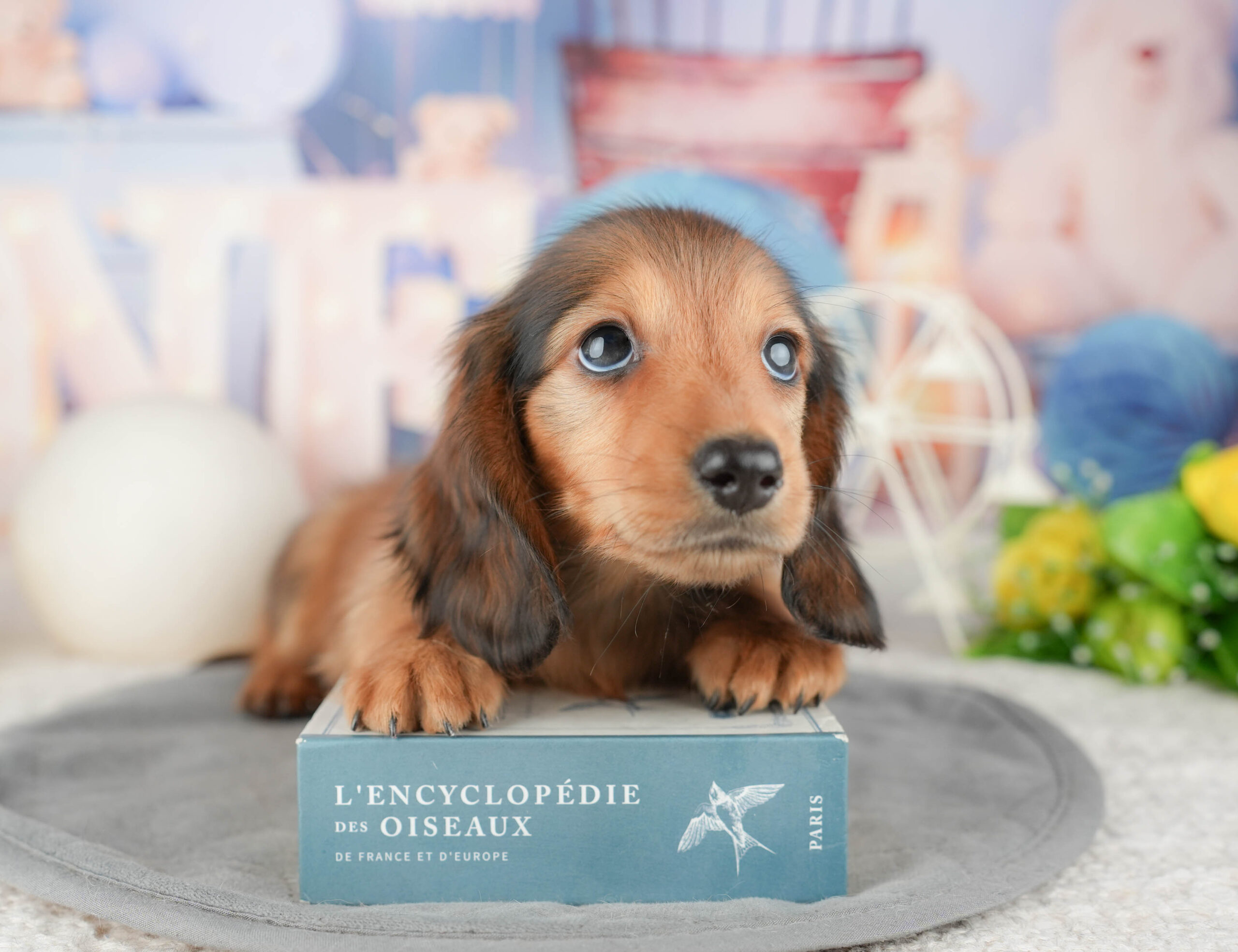 ミニチュア・ダックスフンド(ロング) | 男の子 | シェーデッドレッド | 2025年12月30日