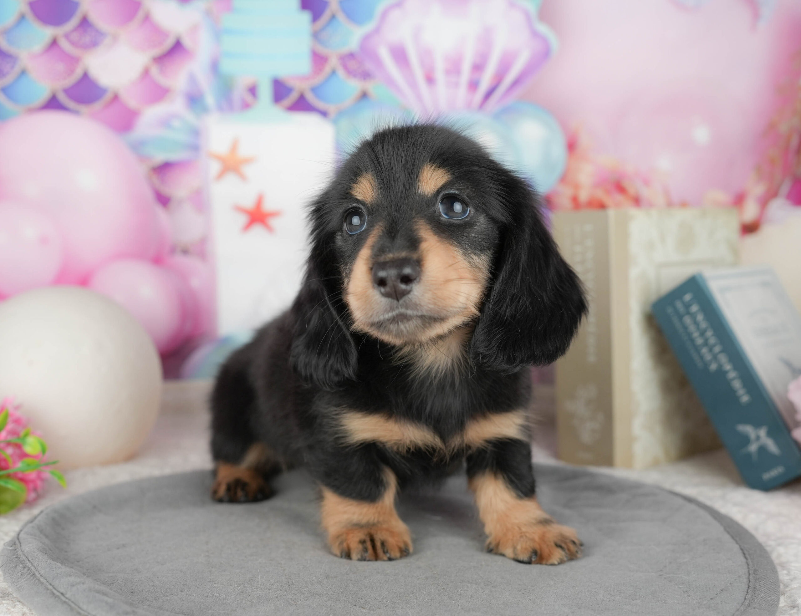 ミニチュア・ダックスフンド(ロング) | 男の子 | ブラック&タン | 2025年12月30日
