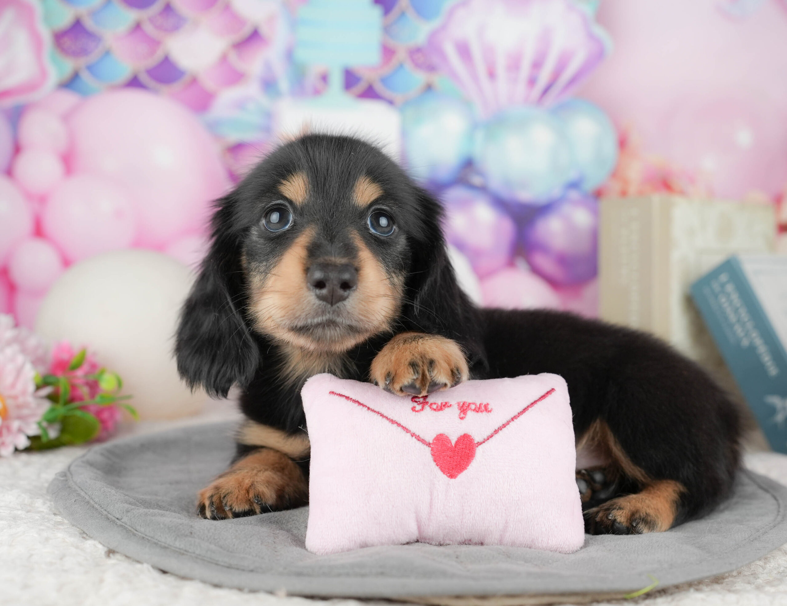 ミニチュア・ダックスフンド(ロング) | 男の子 | ブラック&タン | 2025年12月30日