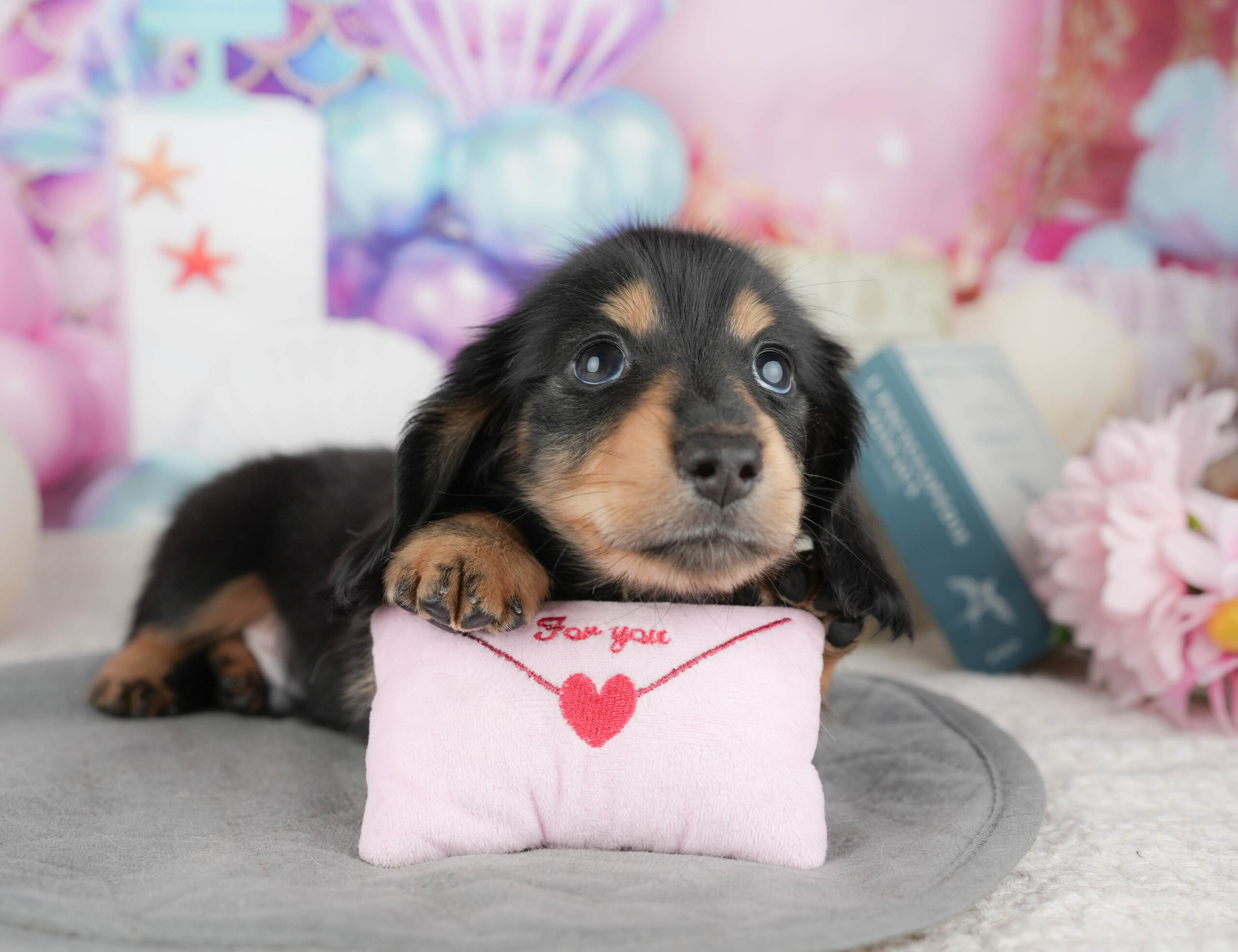 ミニチュア・ダックスフンド(ロング) | 男の子 | ブラック&タン | 2025年12月30日