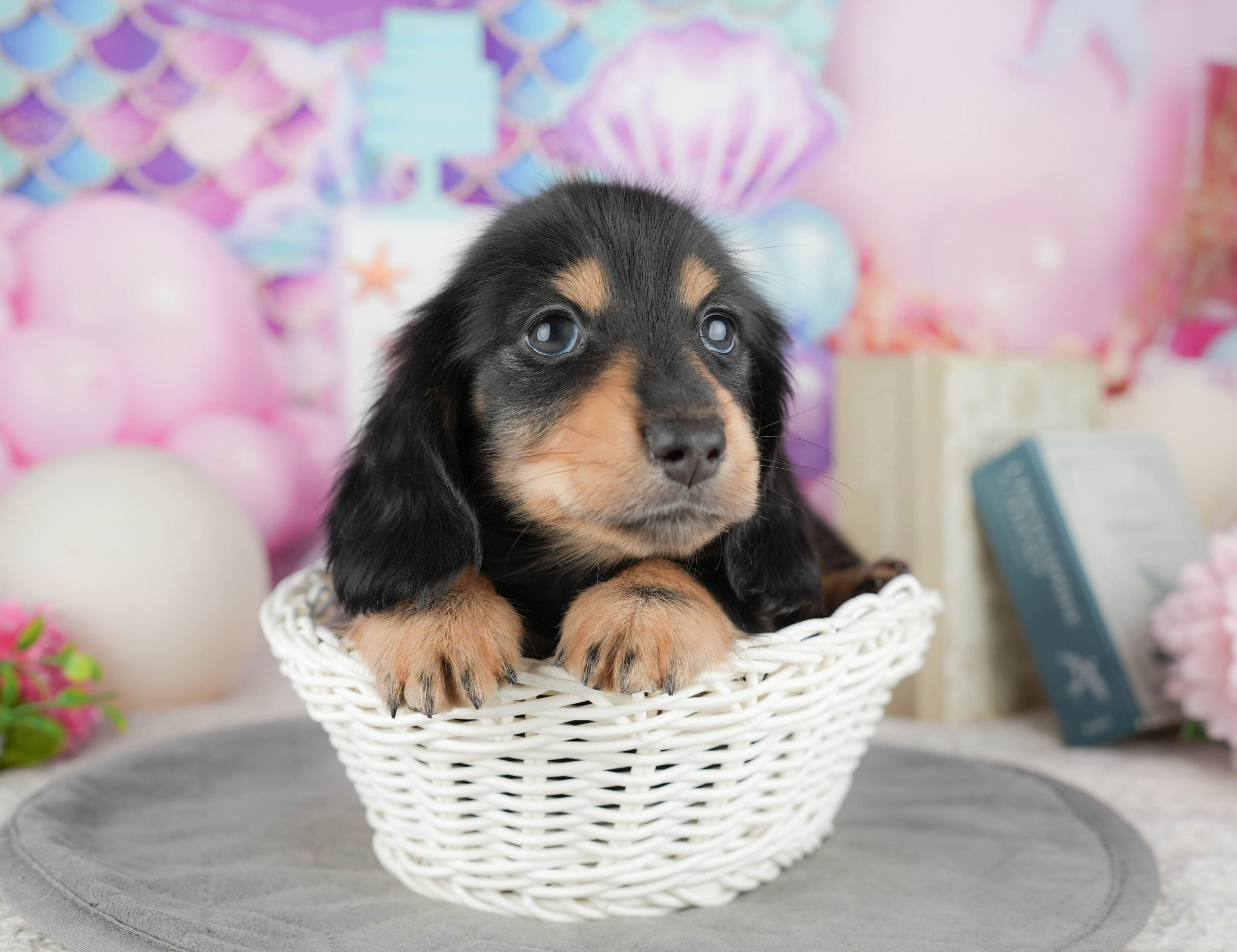 ミニチュア・ダックスフンド(ロング) | 男の子 | ブラック&タン | 2025年12月30日
